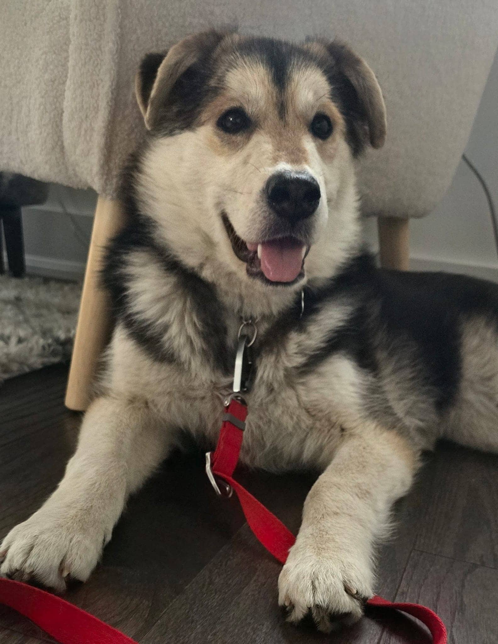 Bean - Husky/German Shephered Mix available for adoption