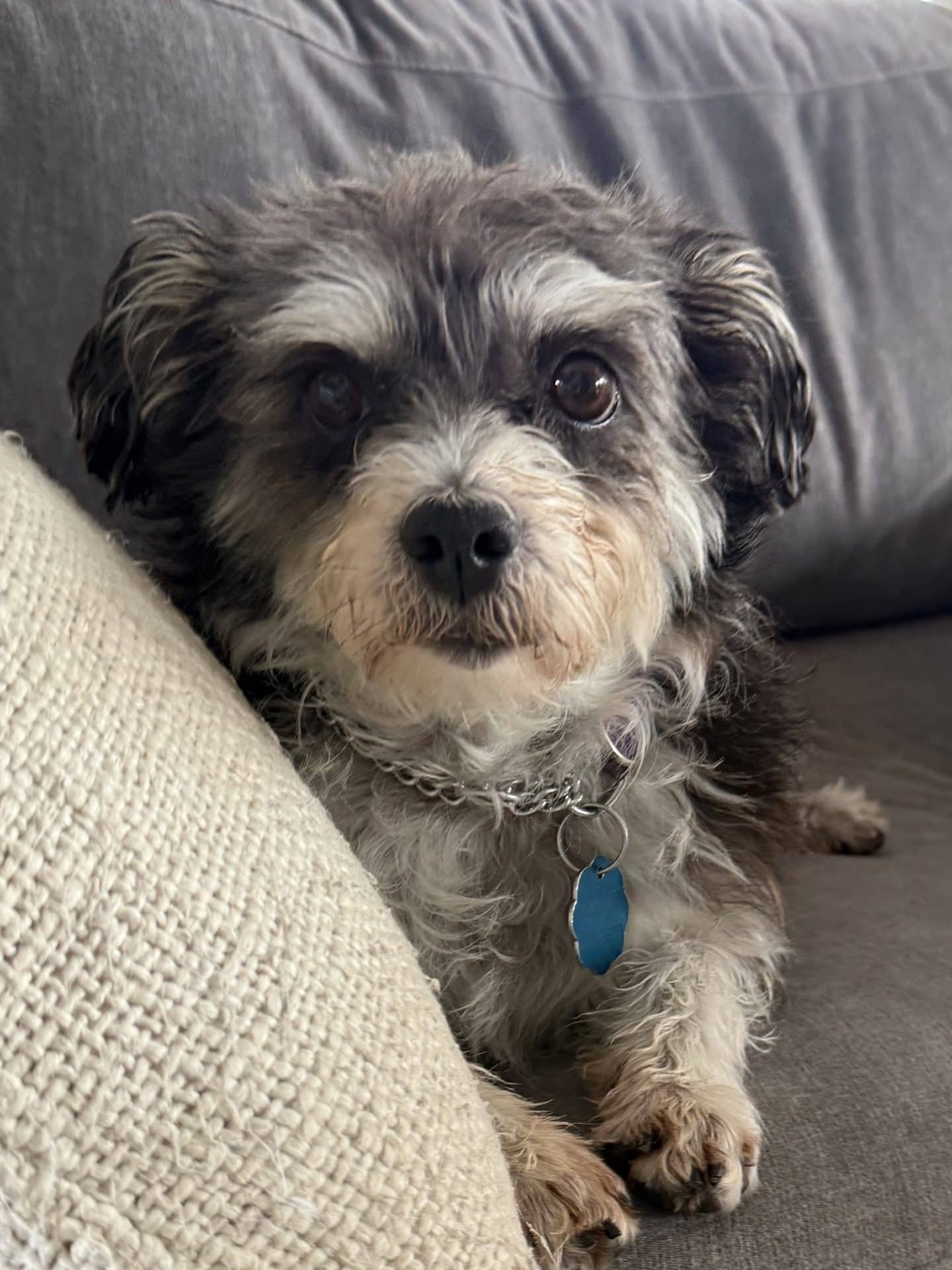 Fergi - Australian Terrier Mix available for adoption