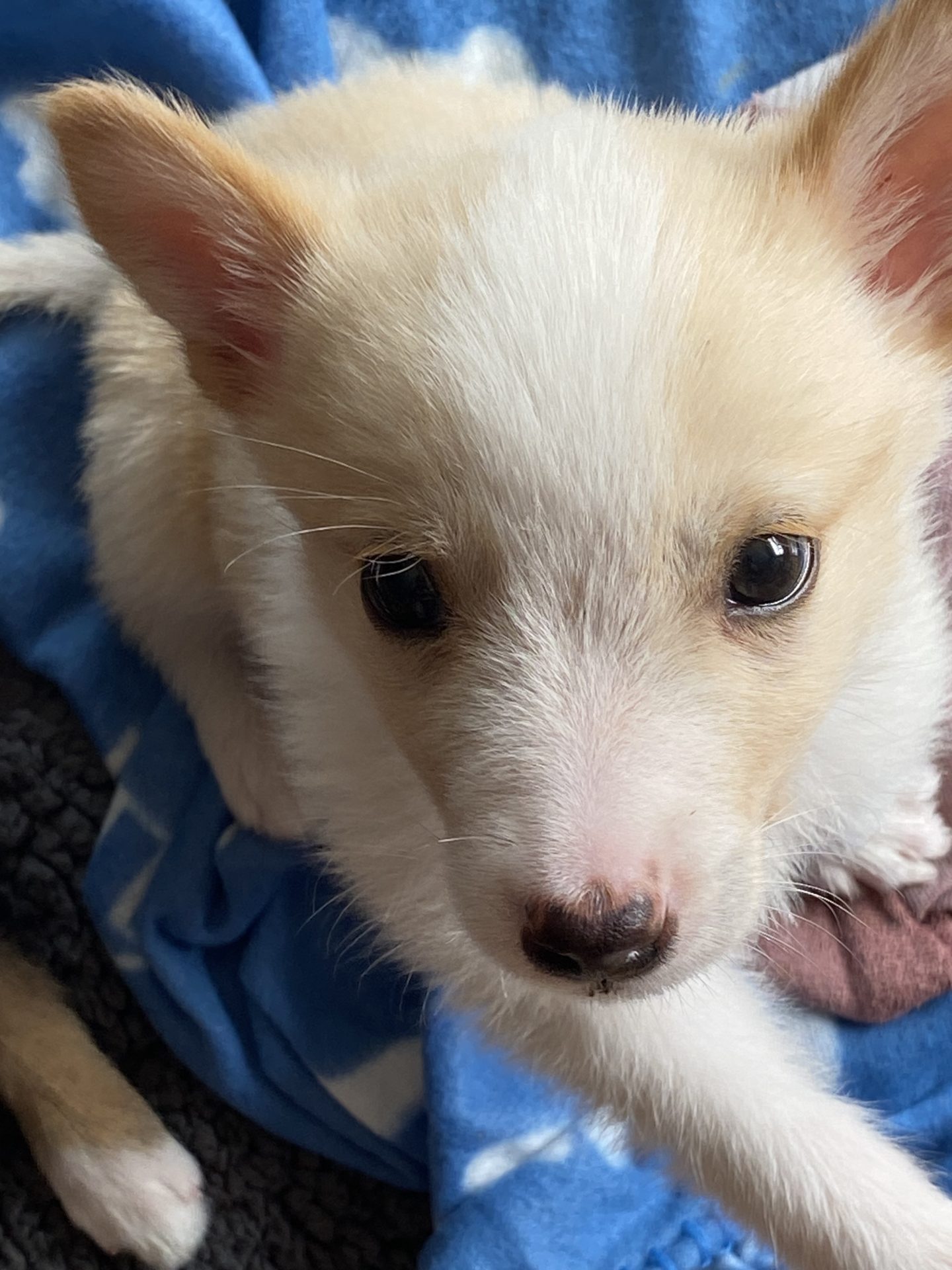 Pippin - Husky/Shepherd Mix available for adoption at Hopeful Tails Dog Rescue in Toronto (1 of 5)