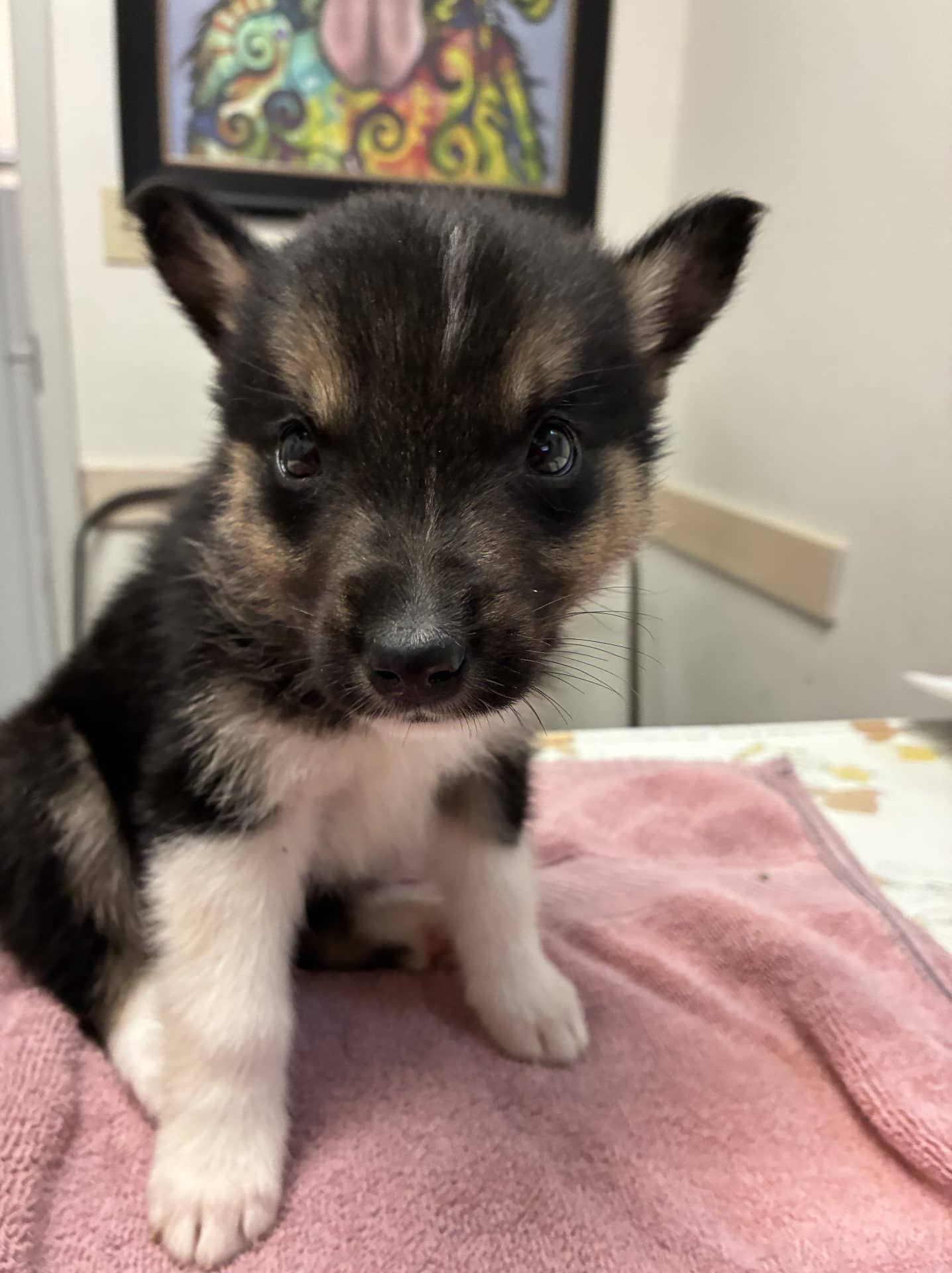 Benji - Shepherd/Husky Mix available for adoption