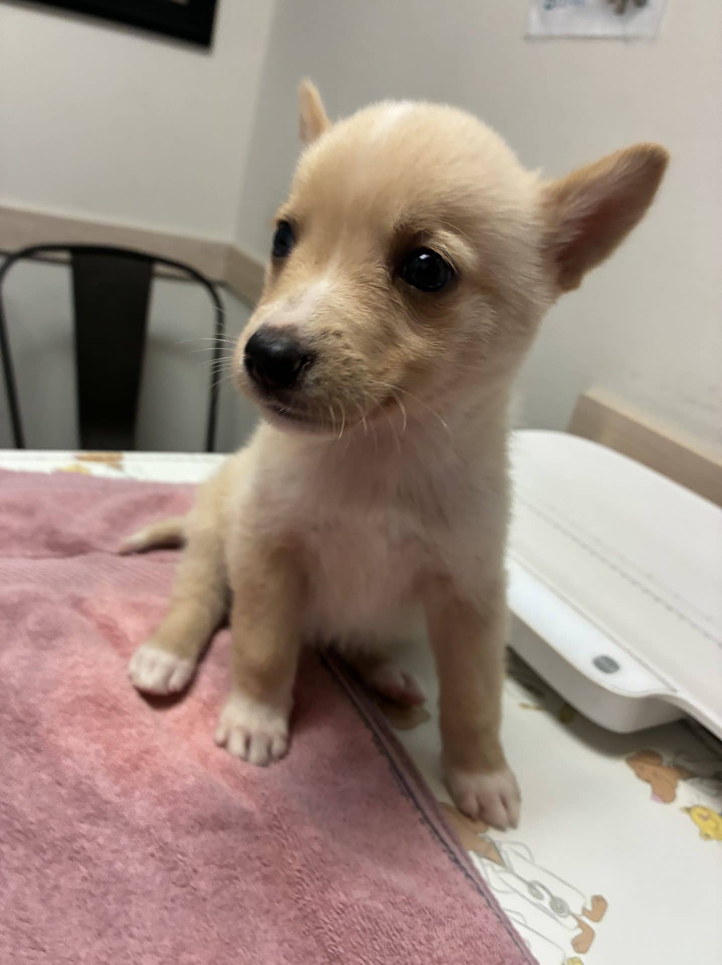 Maple - Husky Mix available for adoption