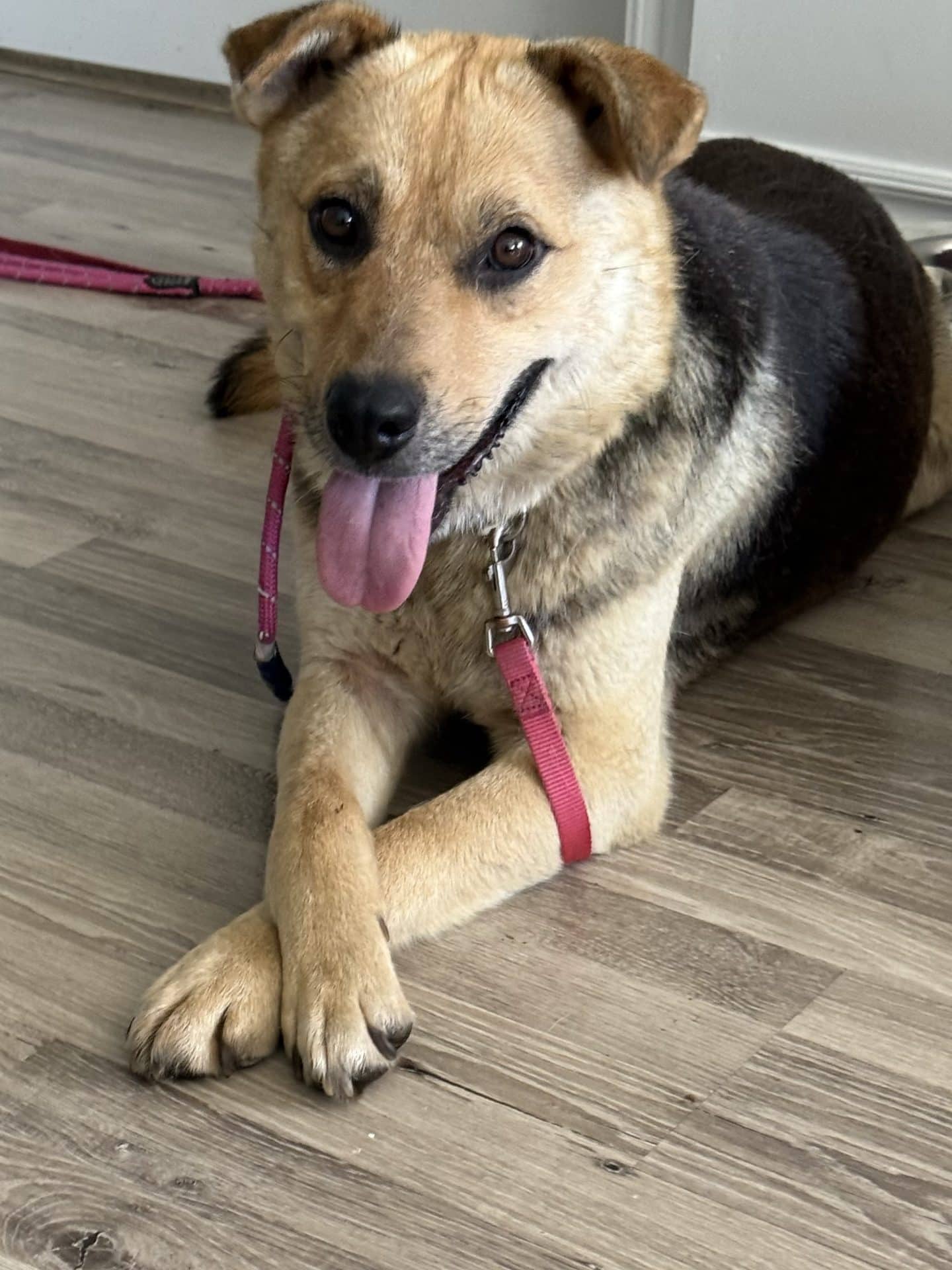 Lorri - Husky/German Shepherd available for adoption at Hopeful Tails Dog Rescue in Toronto (1 of 5)