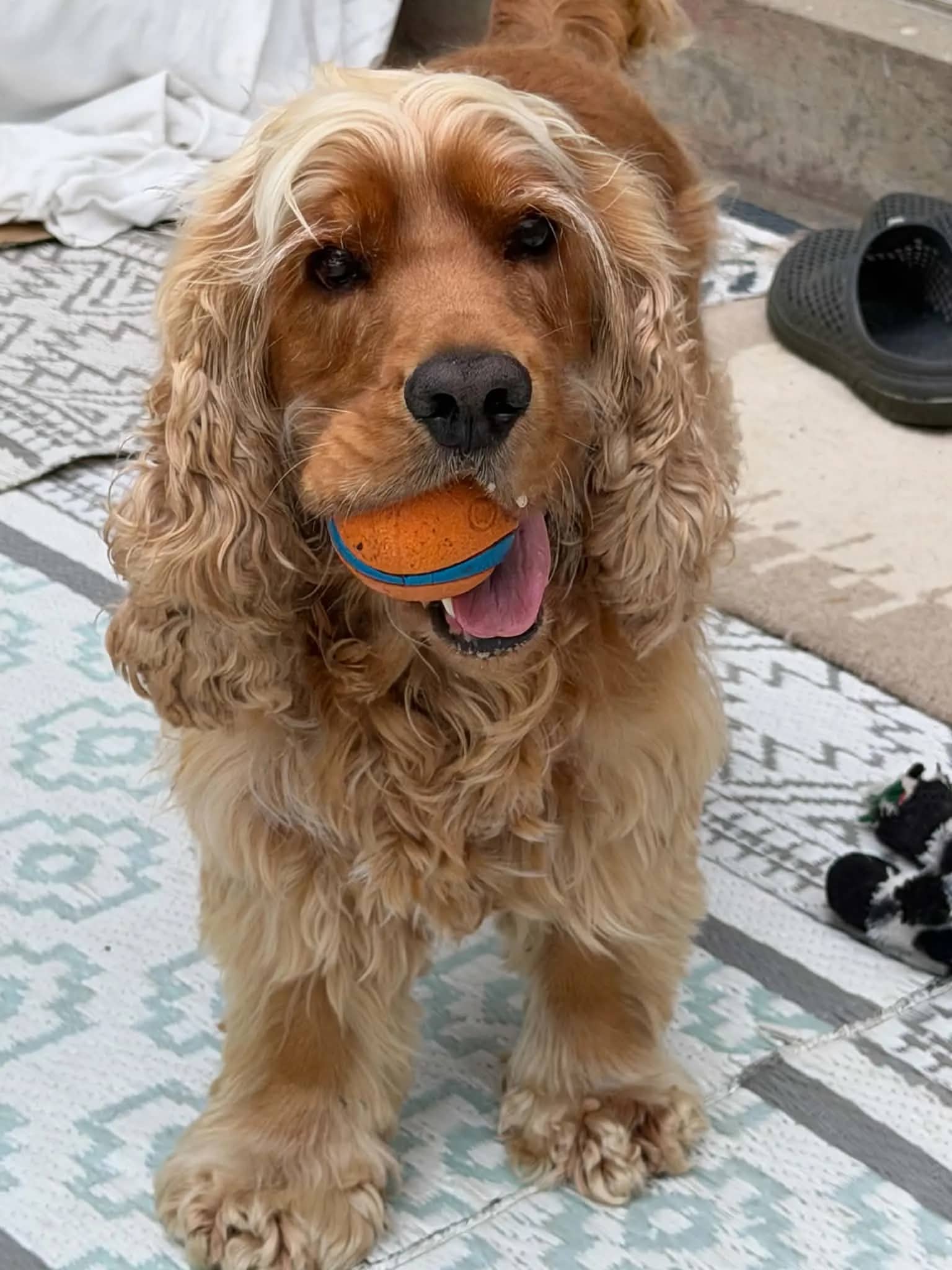 Toby - Cocker Spaniel available for adoption at Hopeful Tails Dog Rescue in Toronto (1 of 2)