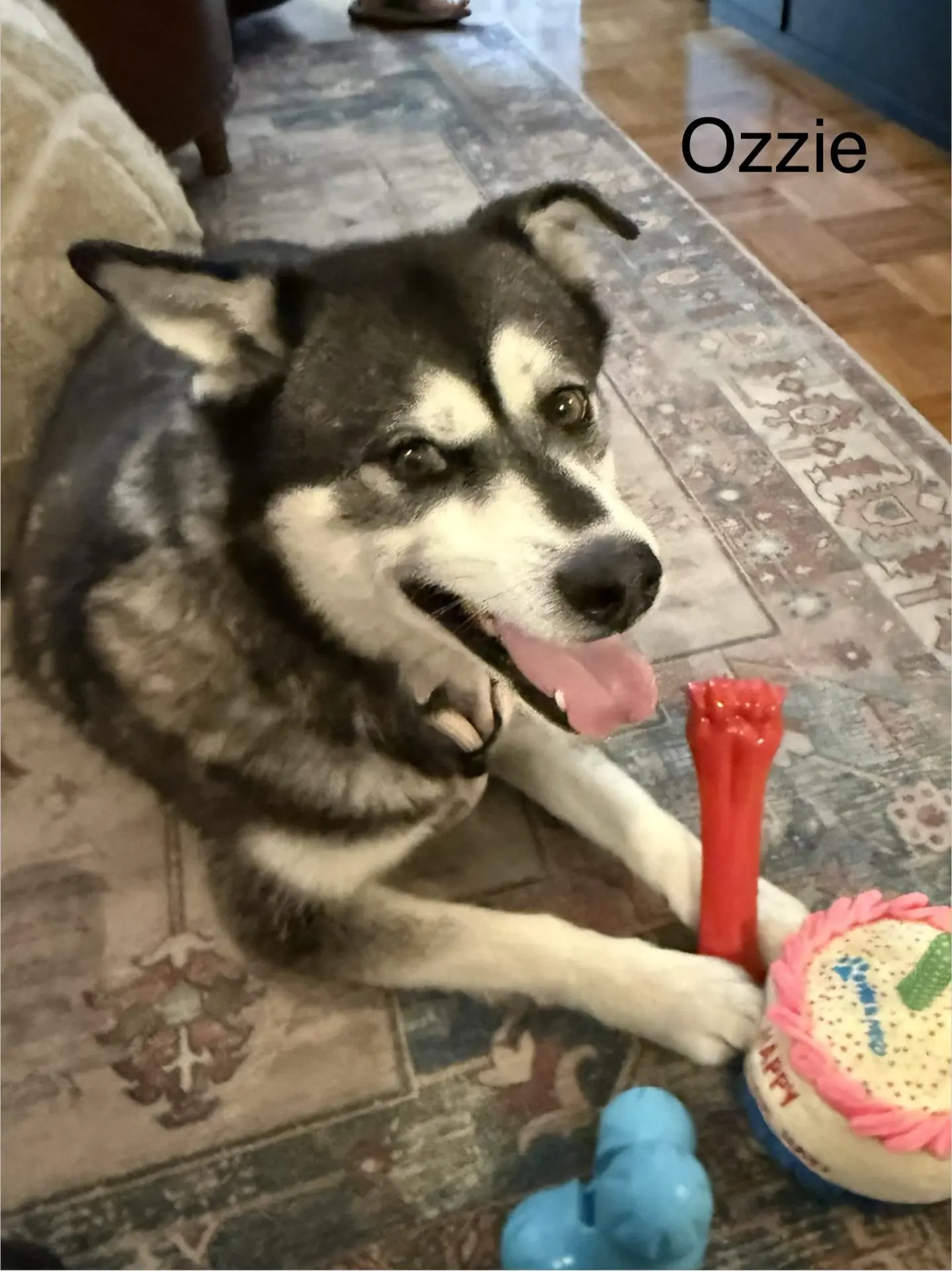 Ozzie - Husky X available for adoption at Hopeful Tails Dog Rescue in Toronto (1 of 5)