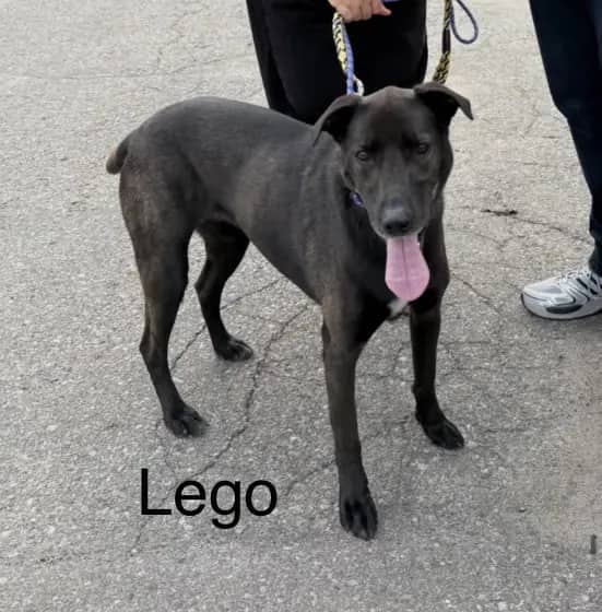 Lego - Lab X available for adoption at Hopeful Tails Dog Rescue in Toronto (1 of 6)