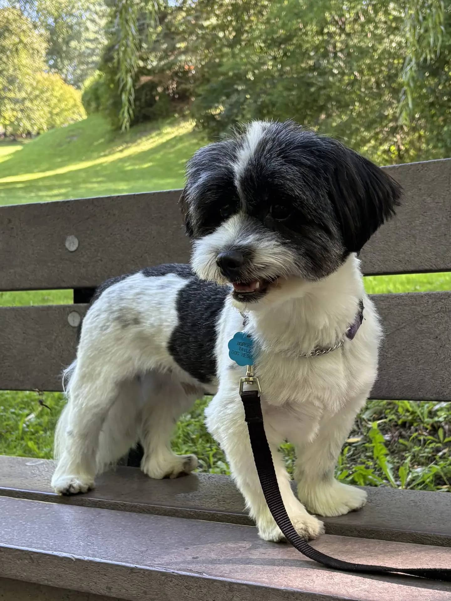 3390 - Shihtzu/Maltese available for adoption at Hopeful Tails Dog Rescue in Toronto (1 of 3)