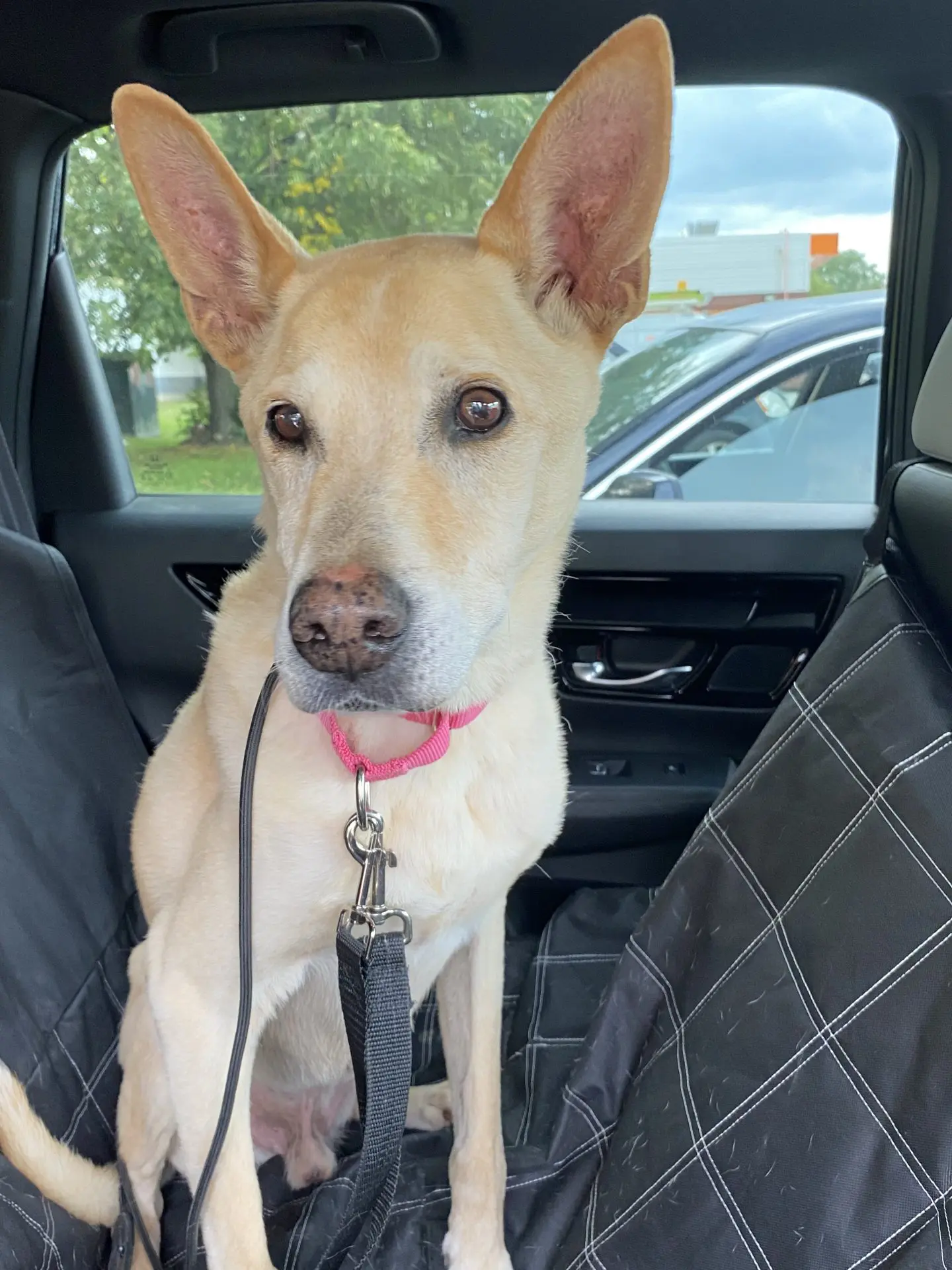 Skippy - Shepherd/Husky Mix available for adoption at Hopeful Tails Dog Rescue in Toronto