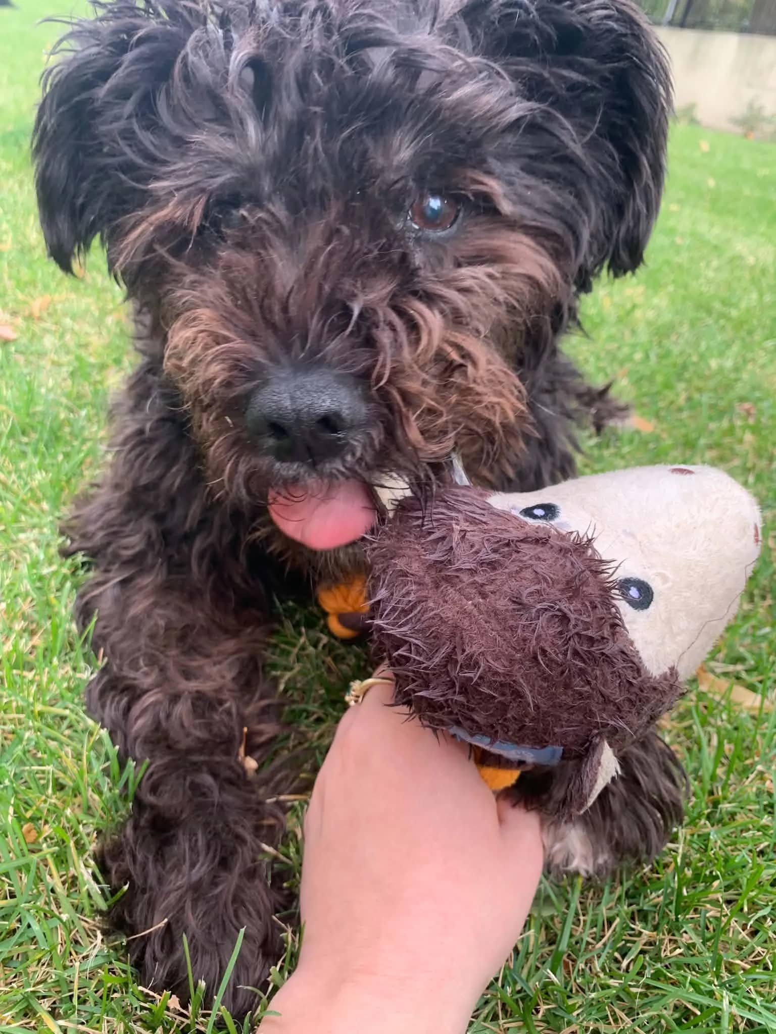 Radar - Cockapoo Mix available for adoption at Hopeful Tails Dog Rescue in Toronto (1 of 4)