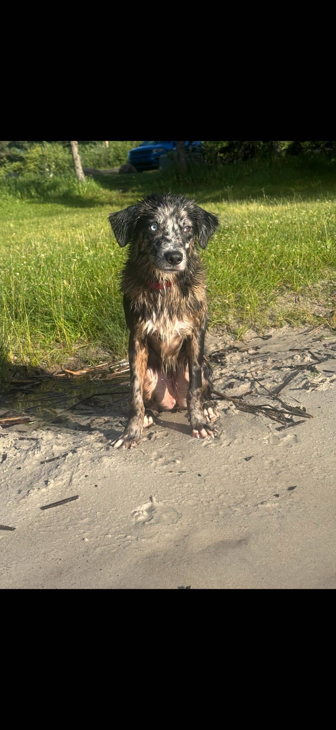 Ember - Mixed Breed available for adoption