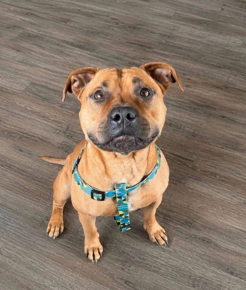Bruce - Staffordshire Bull Terrier available for adoption