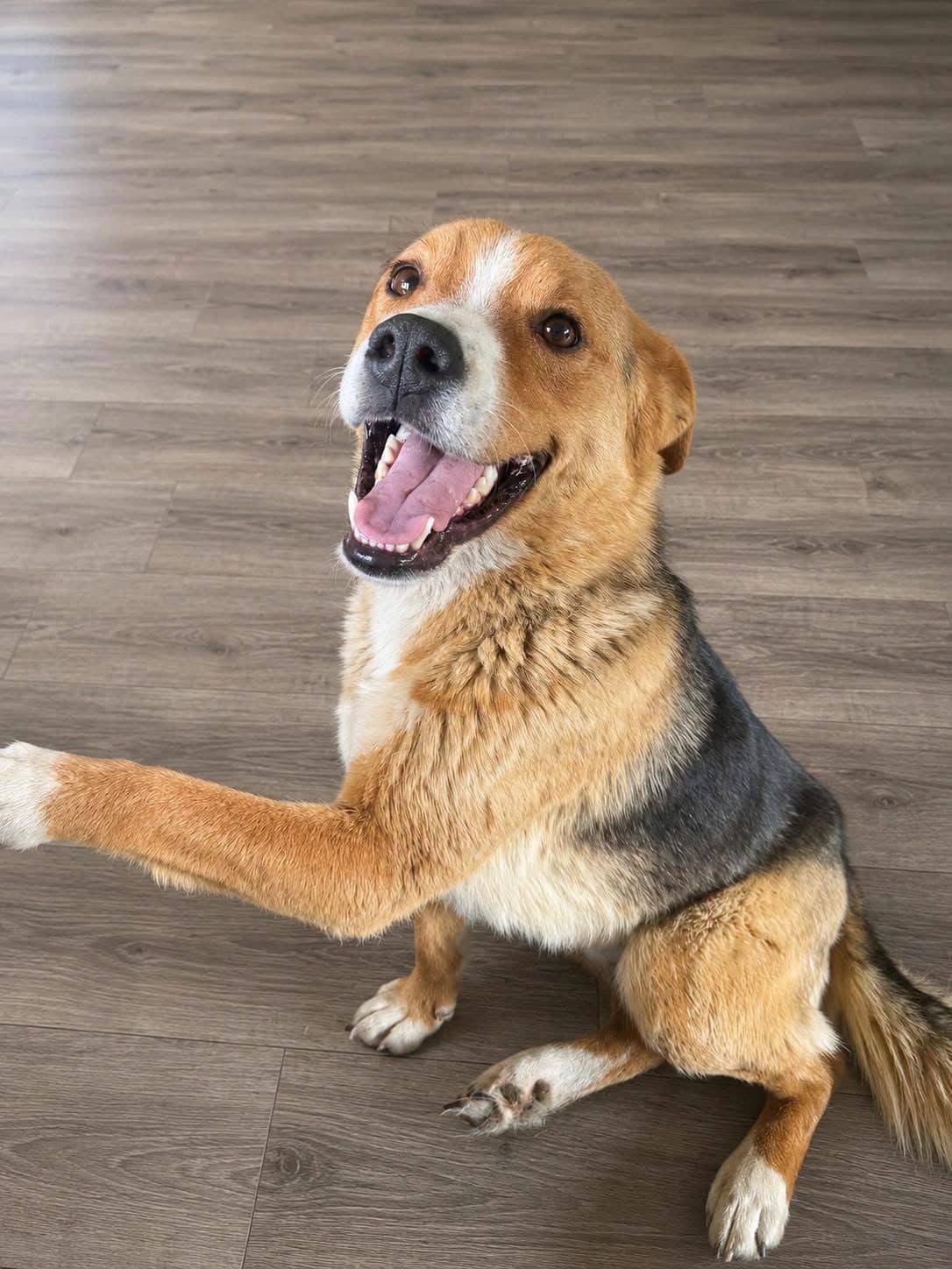 Georgie Pordgie - Mixed Breed available for adoption