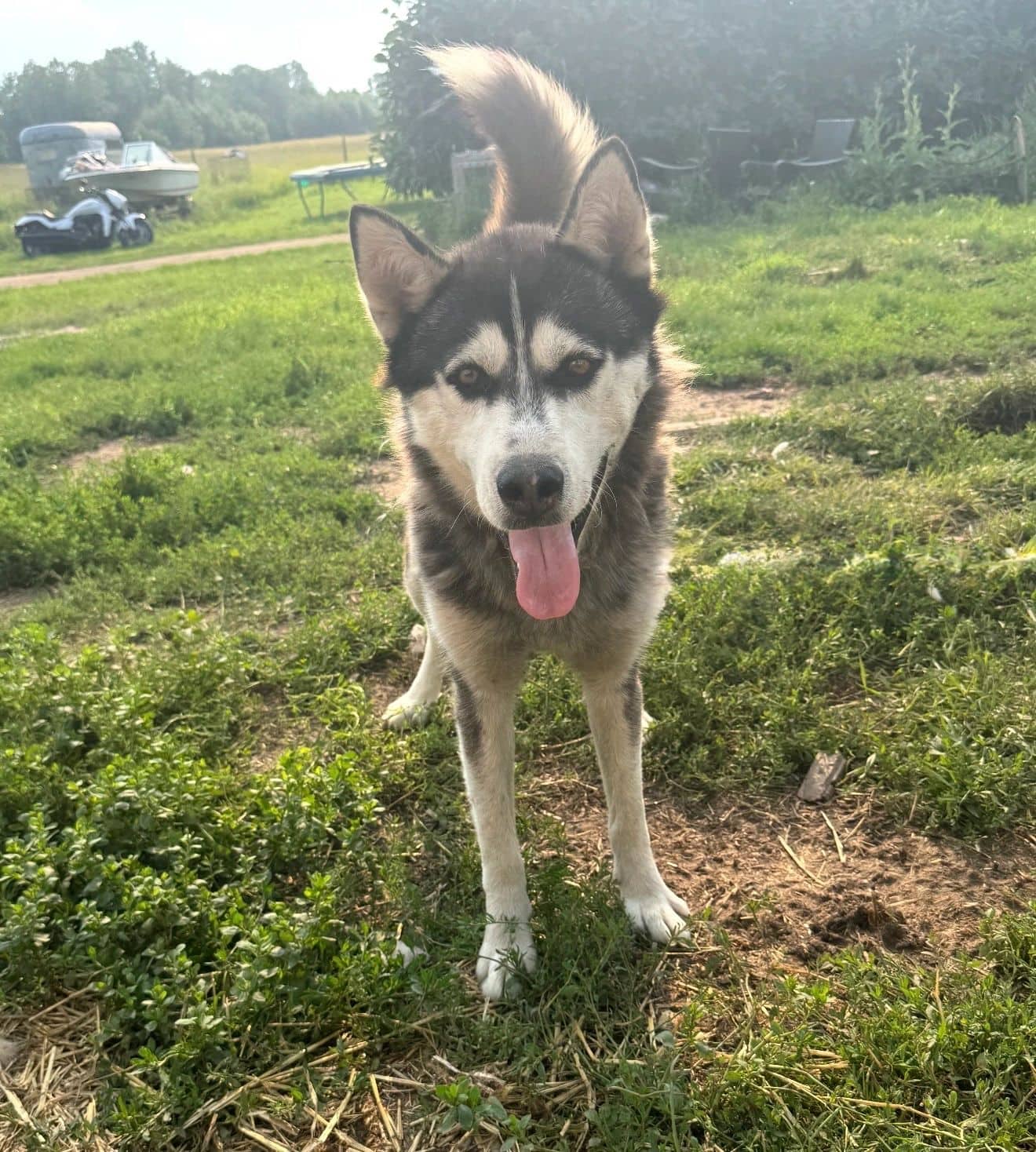 Sitka - Mixed Breed available for adoption