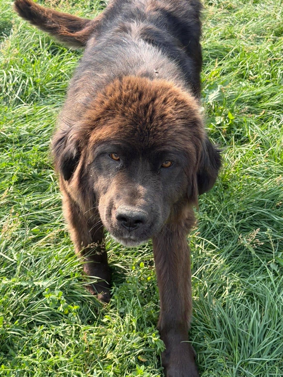 Bubba Duke - Duke Newfoundlander X available for adoption