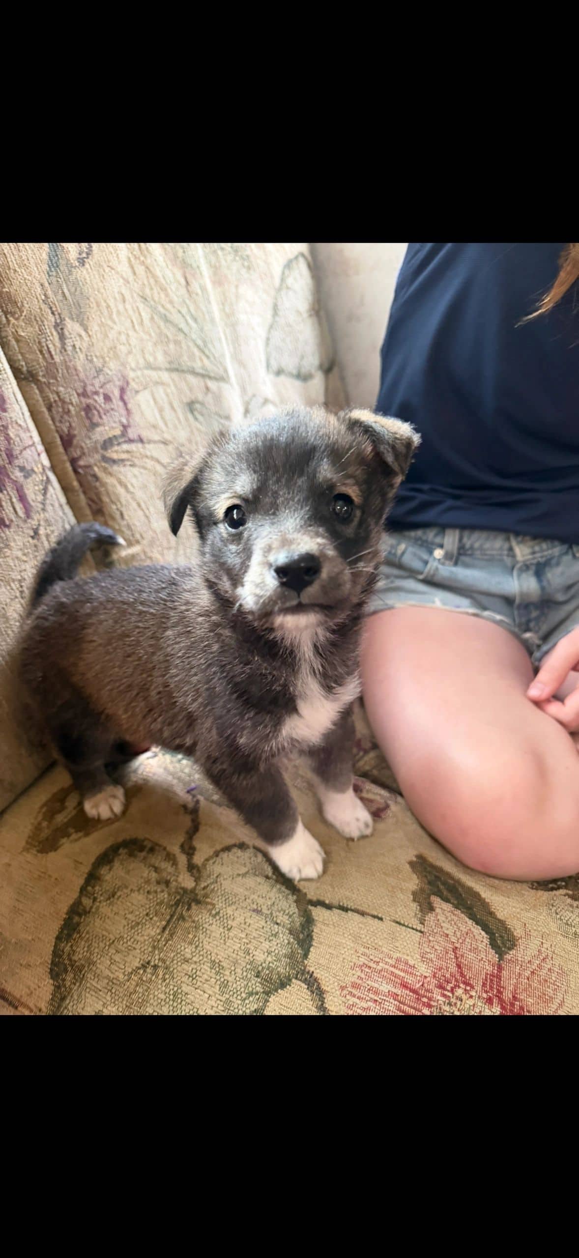 Mighty Max - Mixed Breed available for adoption at Northern Transitional Dog Rescue in Dorintosh
