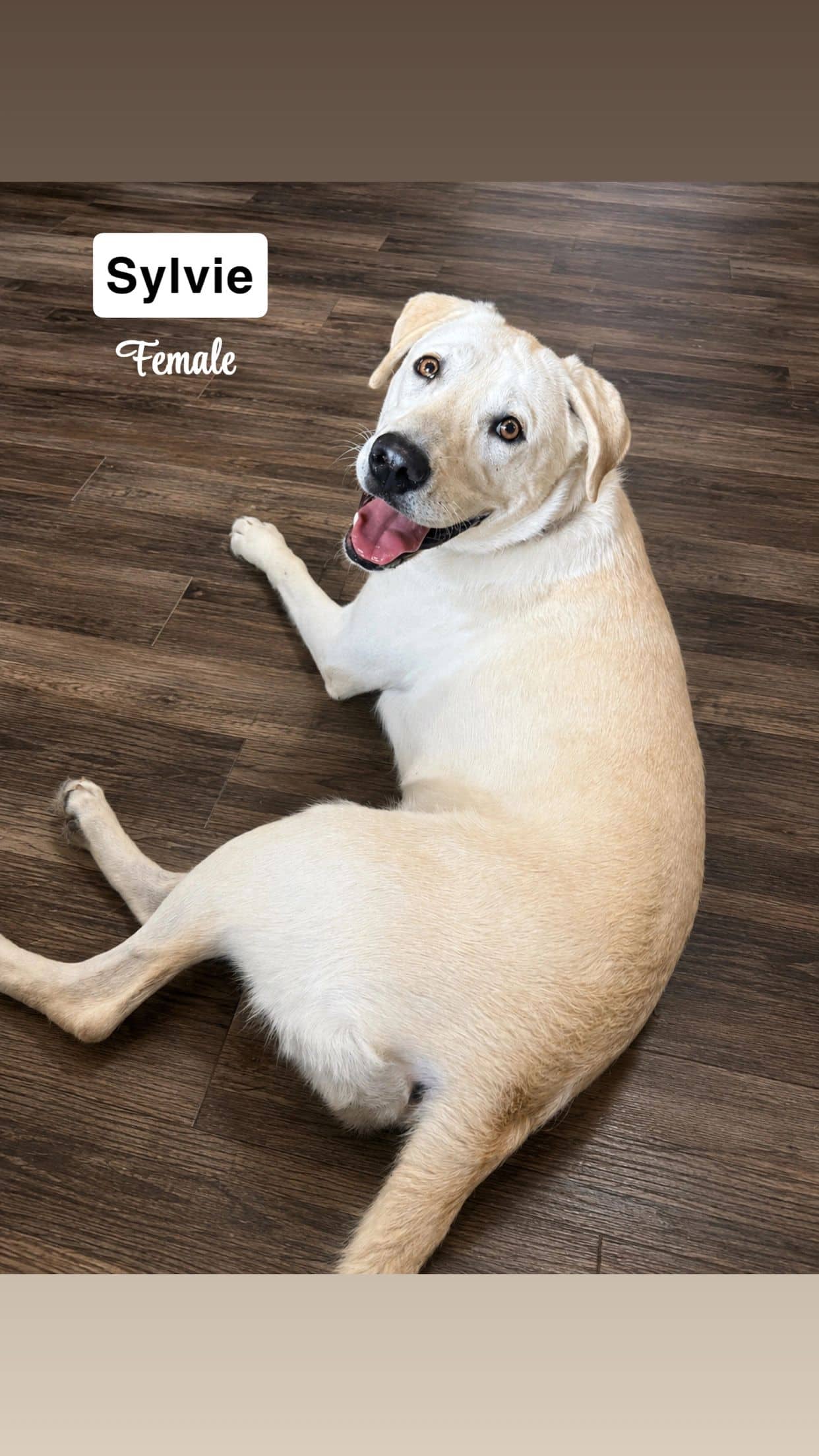 Sylvie - Mixed Breed available for adoption in Calgary