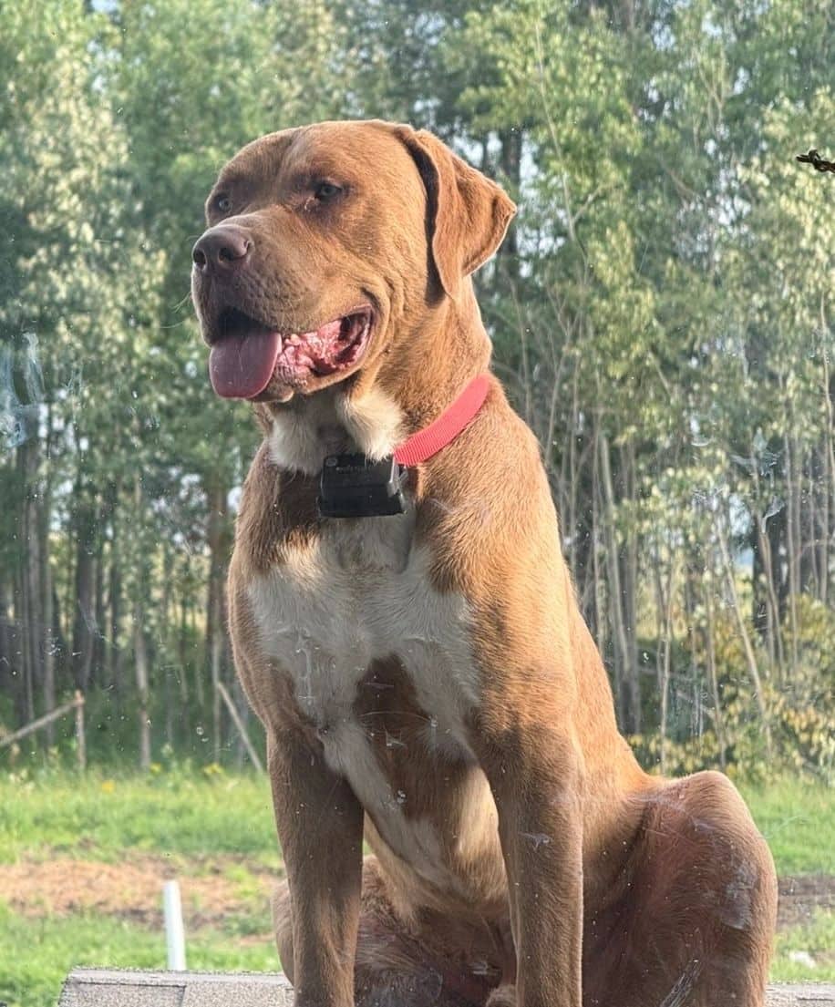 Drako - Chesapeake Bay Retriever X available for adoption