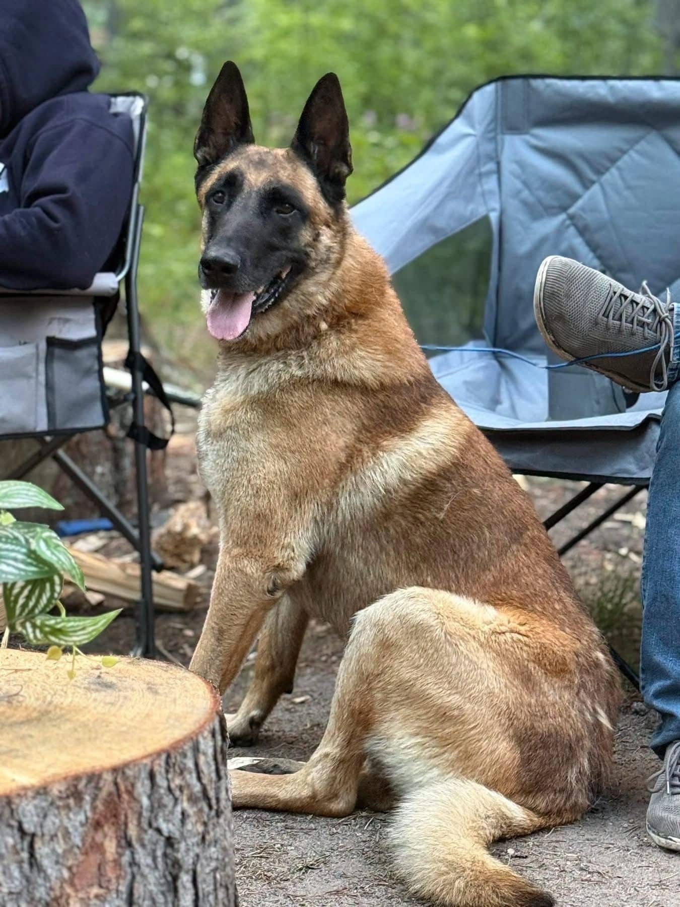 Django - Mixed Breed available for adoption at Northern Transitional Dog Rescue in Dorintosh