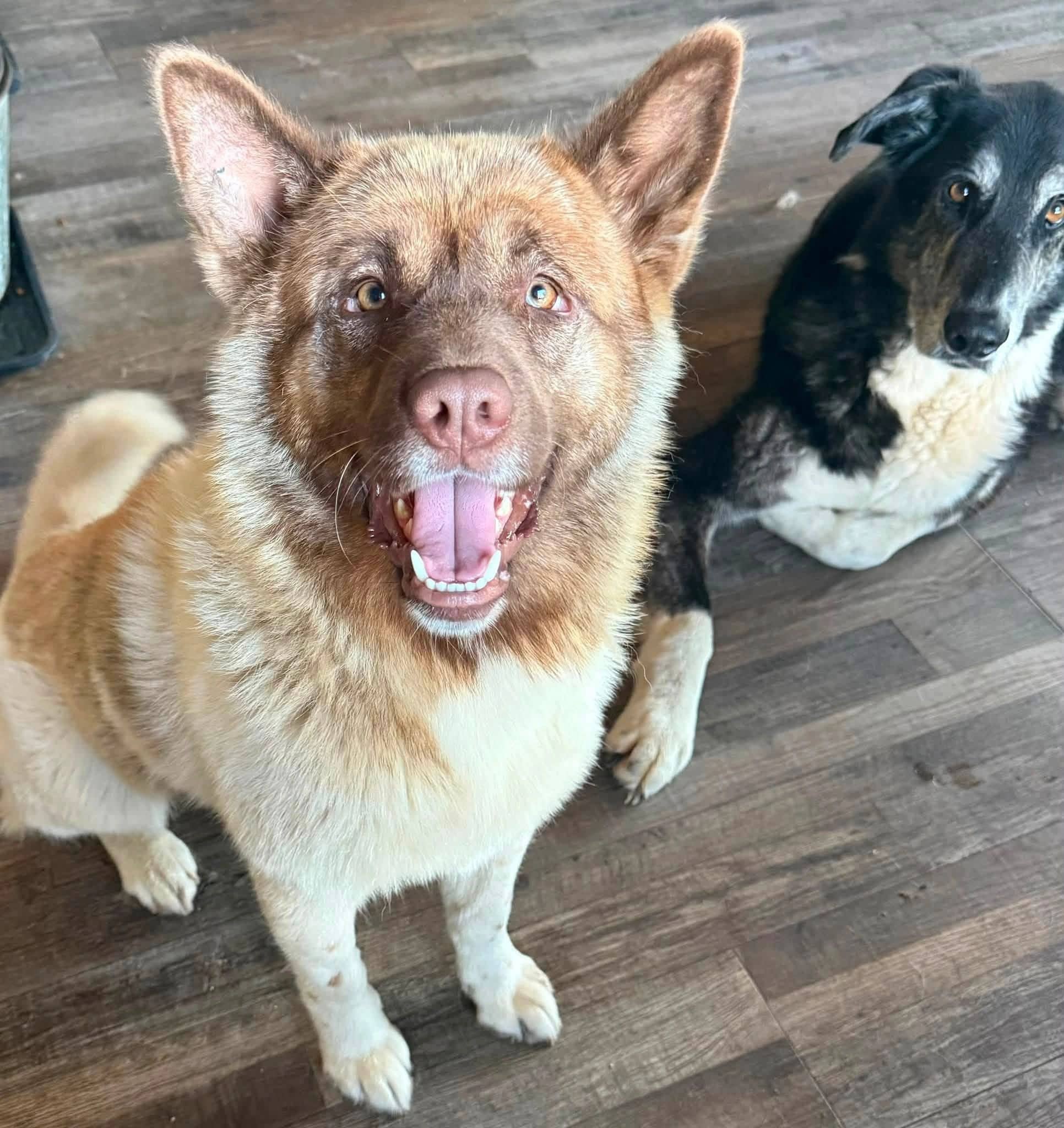 Molly - Molly Akita X Husky available for adoption
