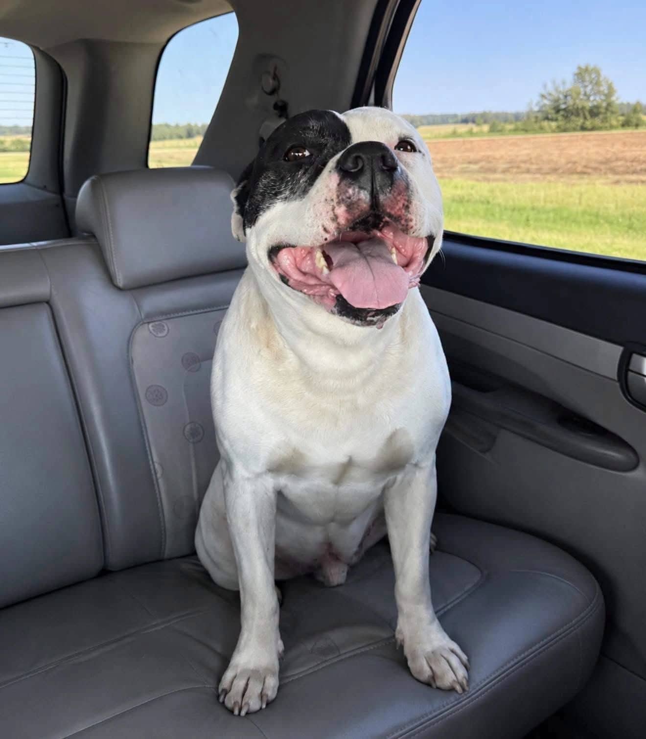 Duke - Staffordshire Terrier available for adoption in Calgary