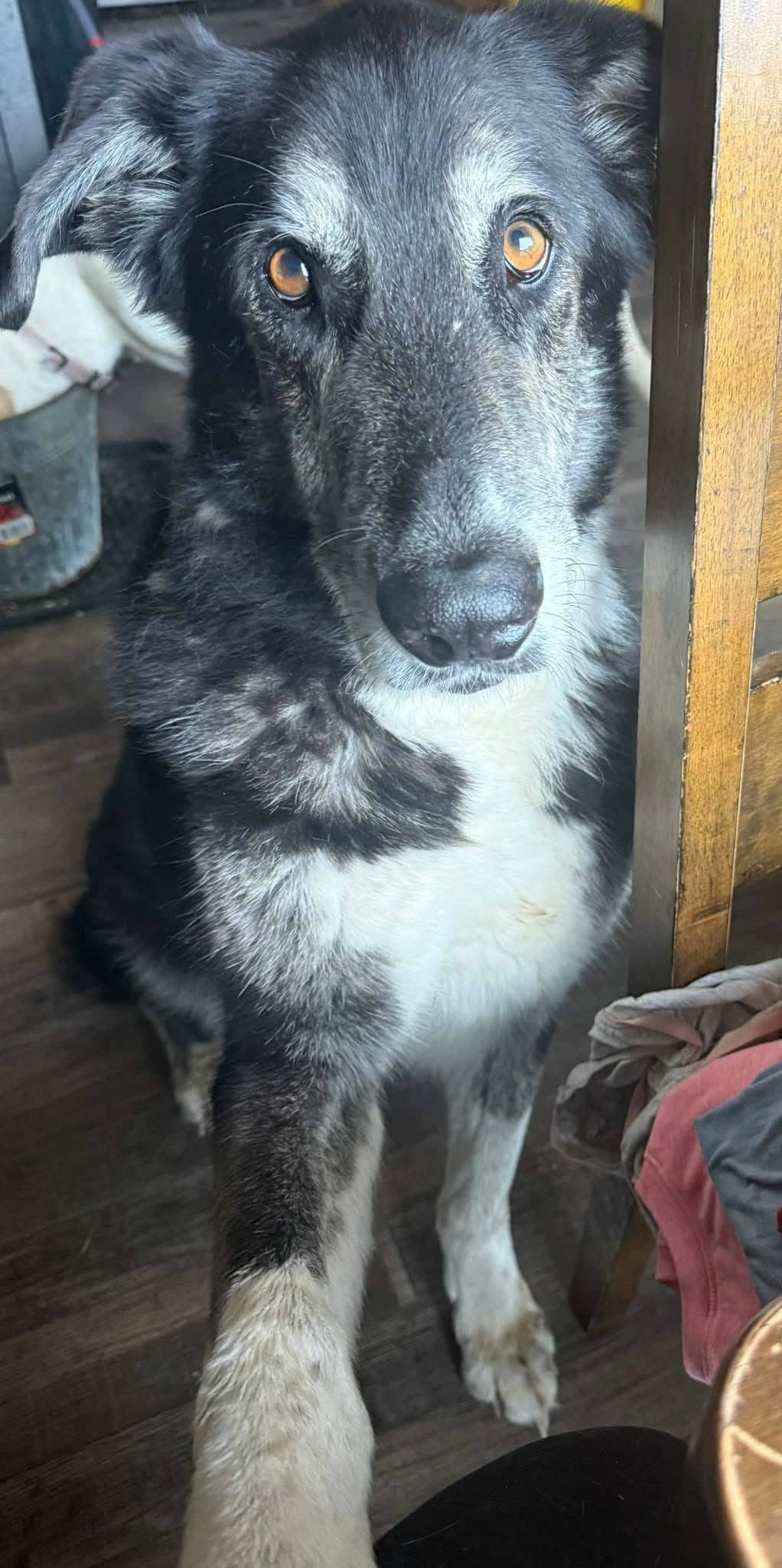 Diego - Mixed Breed available for adoption in Saskatchewan