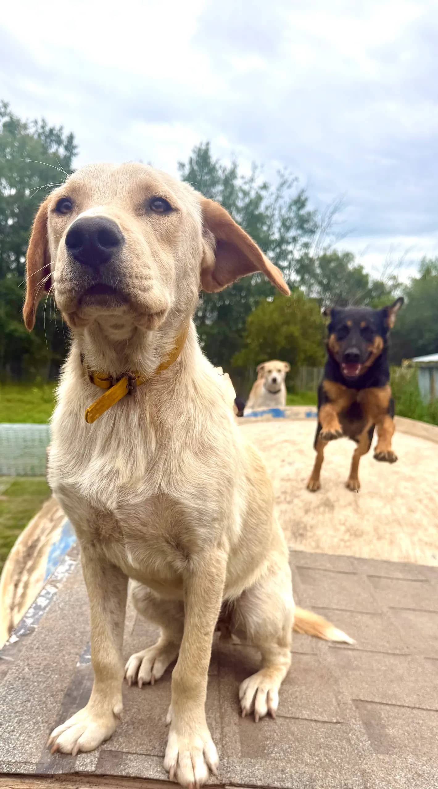 Sammie - Yellow Lab available for adoption