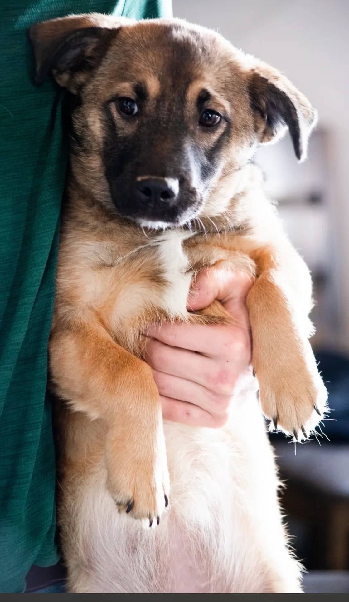 Cheddar - Mixed Breed available for adoption