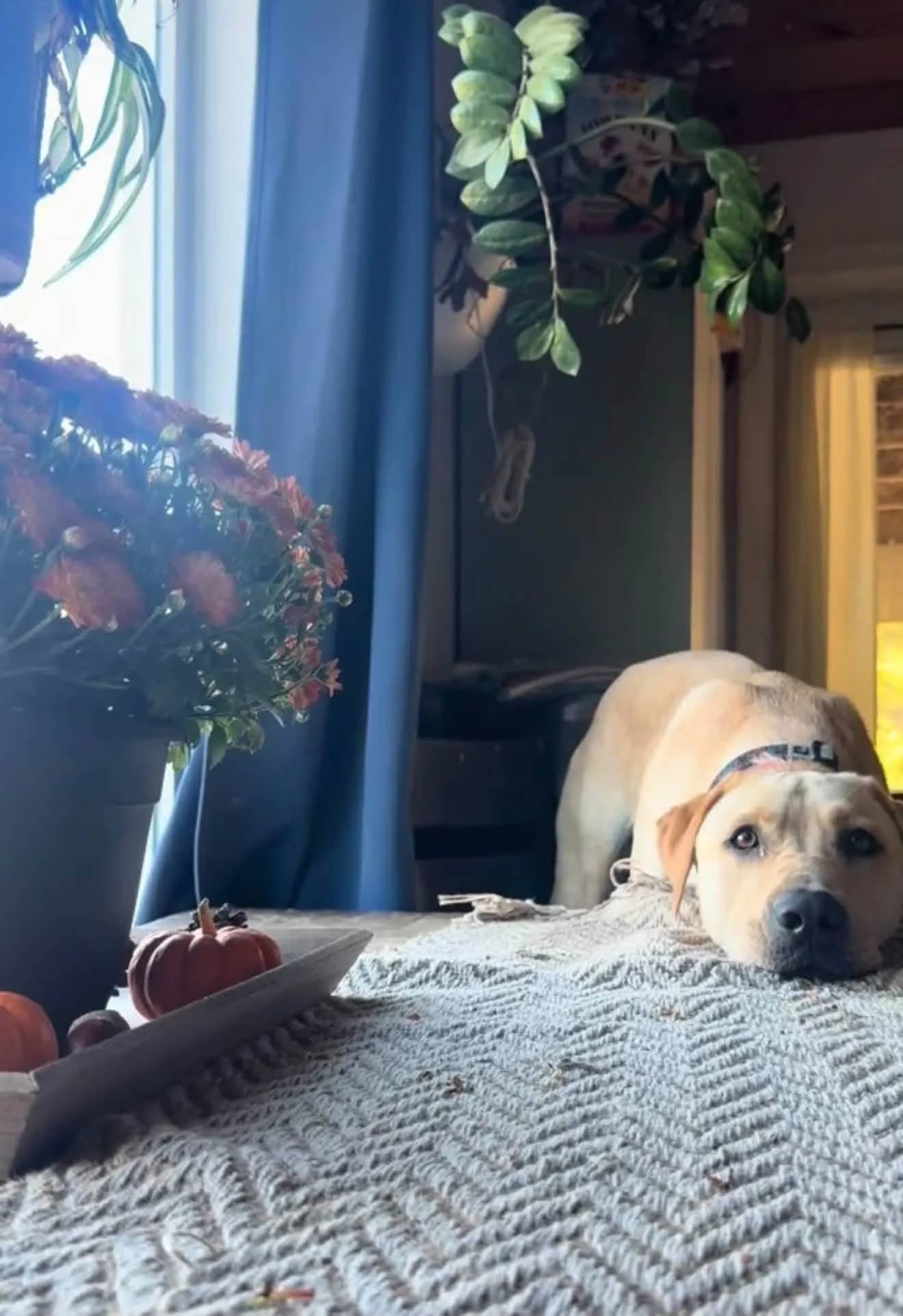 Nina - Mixed Breed available for adoption at Northern Transitional Dog Rescue in Dorintosh