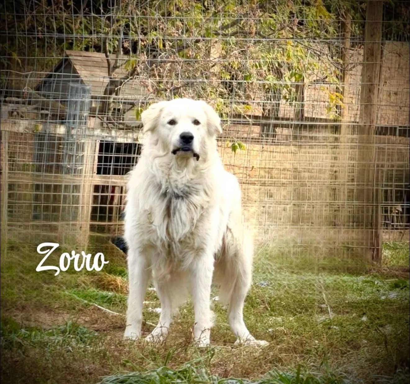 Zorro - Mixed Breed available for adoption at Northern Transitional Dog Rescue in Dorintosh