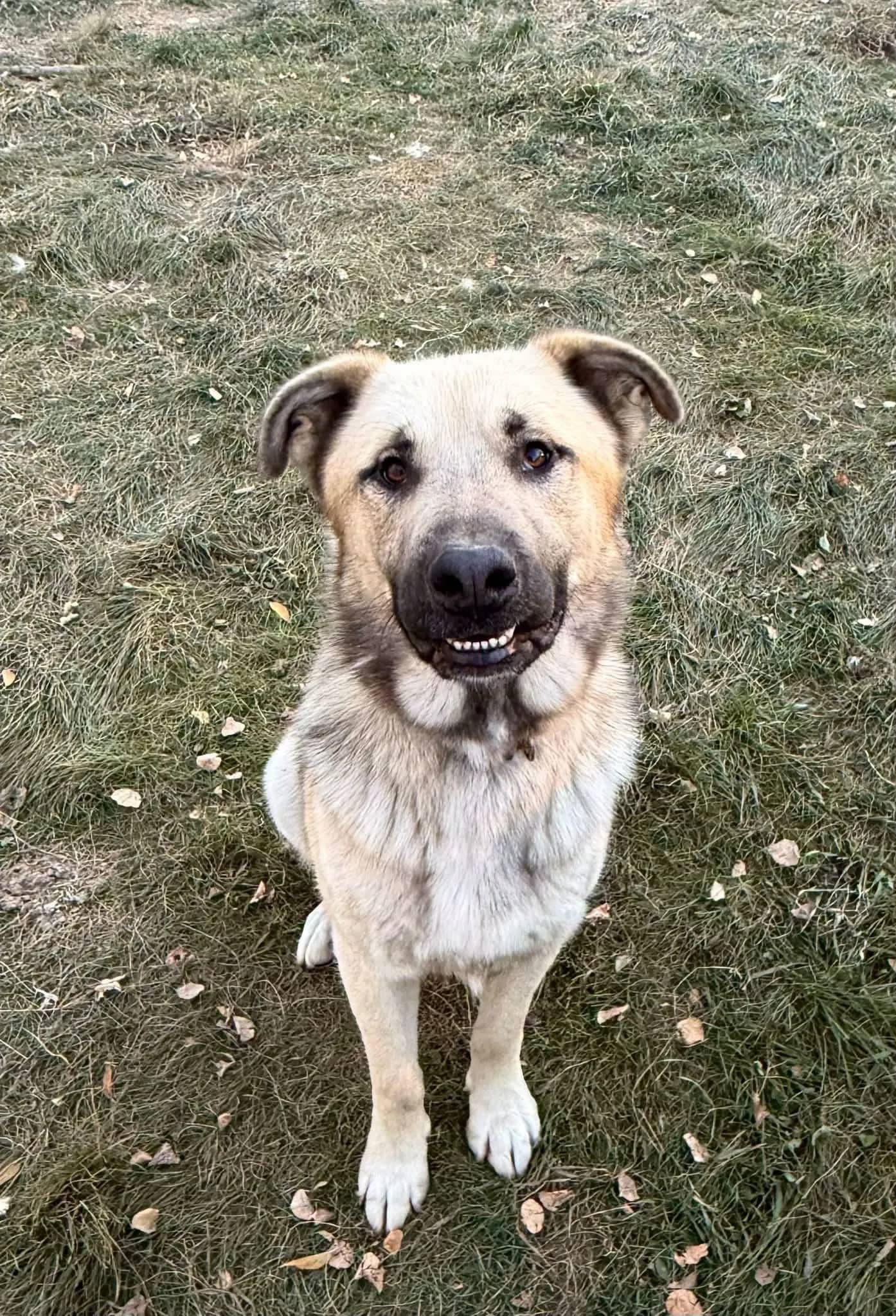 Anton - Shepherd Mix available for adoption at Northern Transitional Dog Rescue in Dorintosh