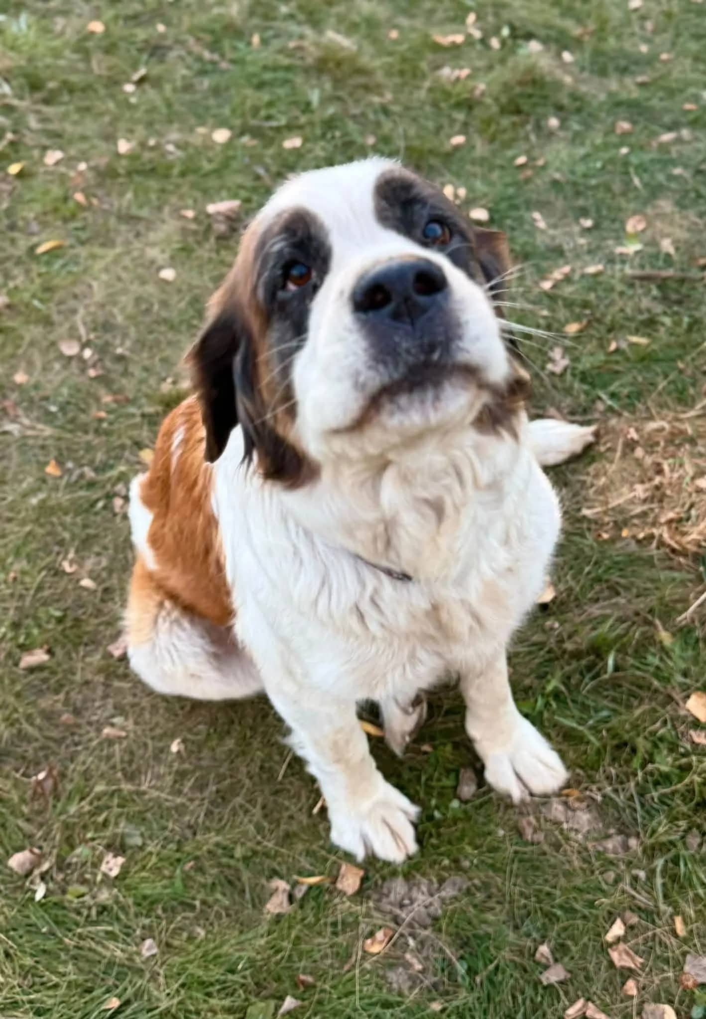 Suzy - Mixed Breed available for adoption at Northern Transitional Dog Rescue in Dorintosh