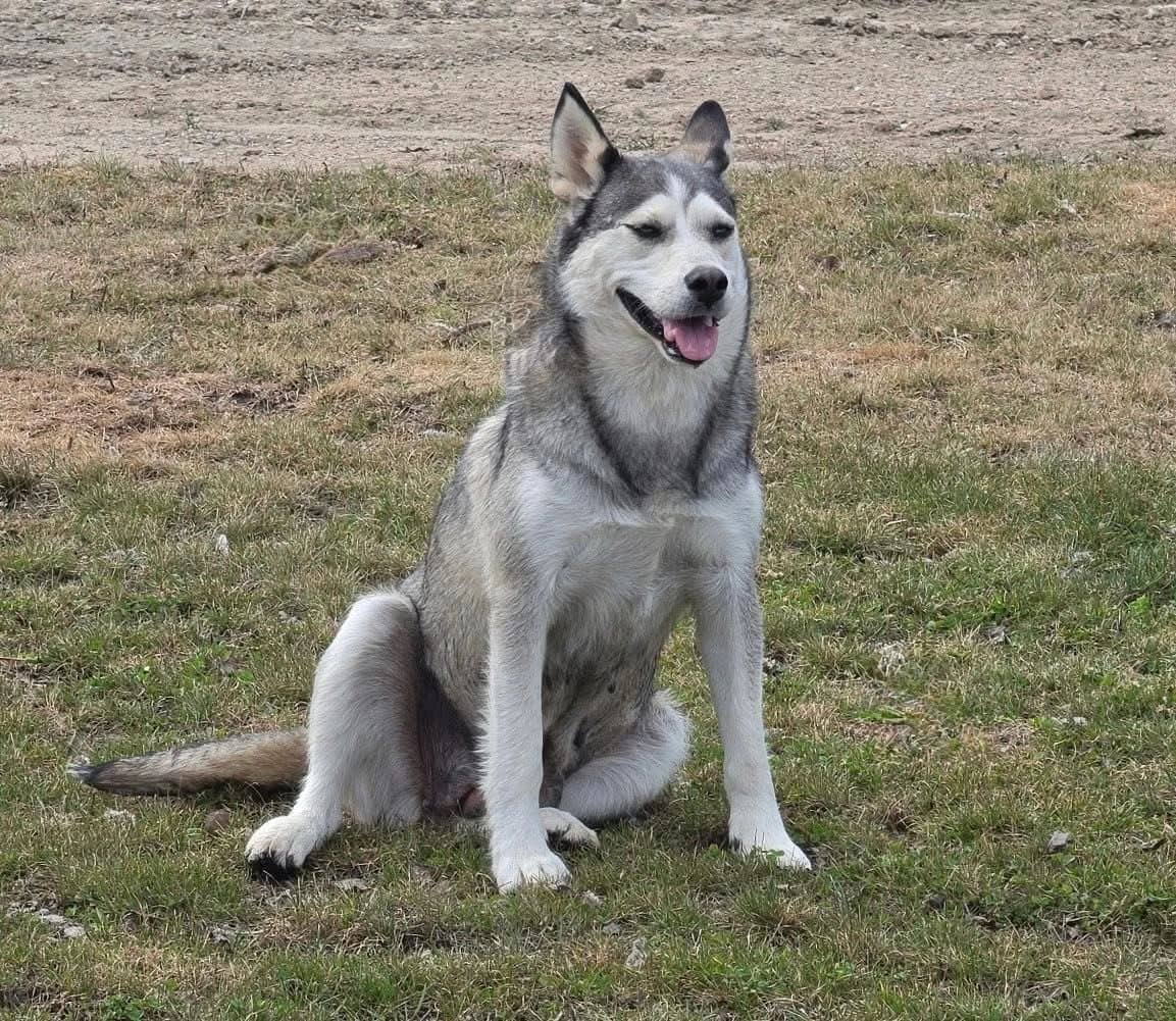 Cedar - Mixed Breed available for adoption