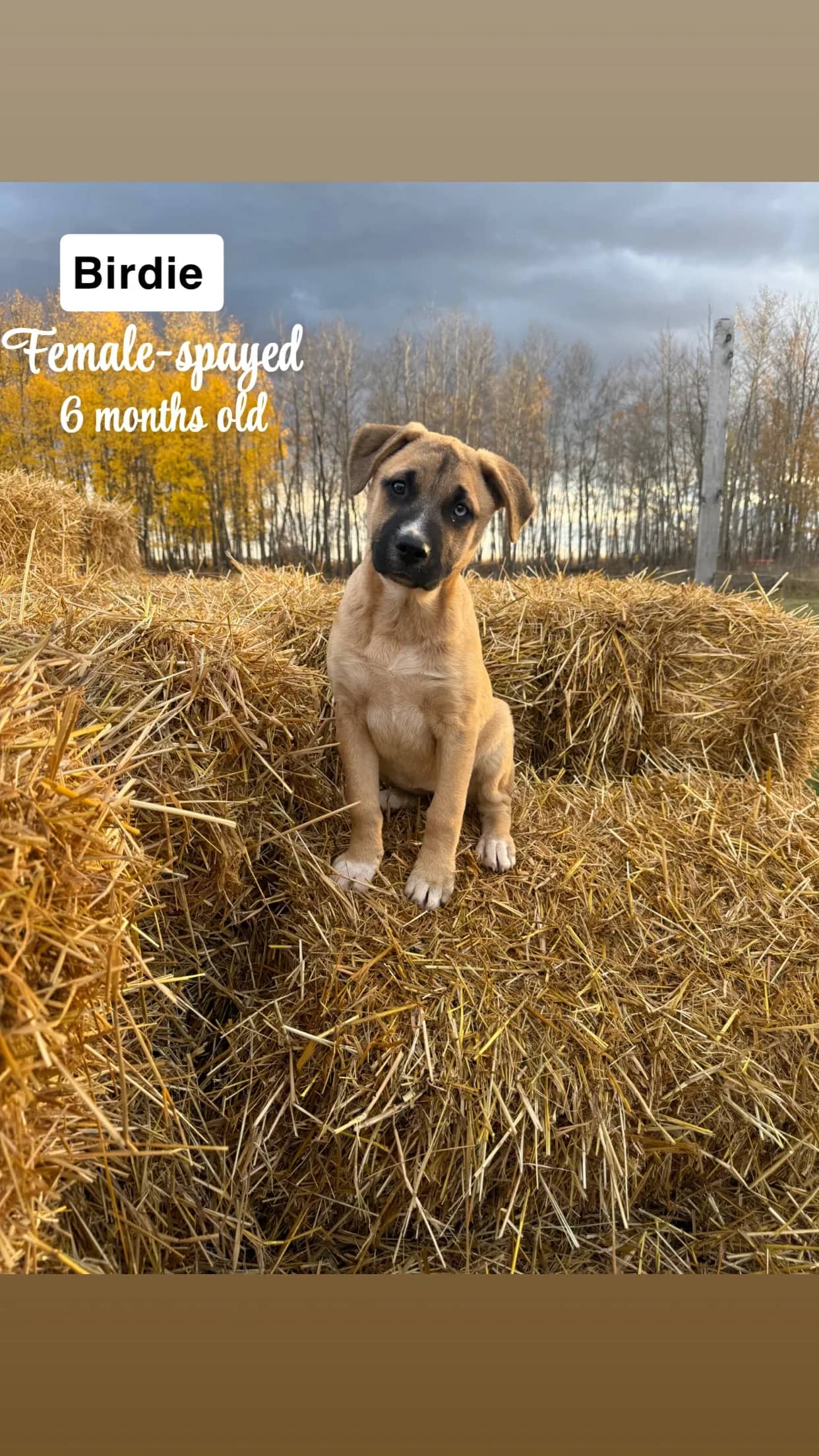 Birdie - Mixed Breed available for adoption at Northern Transitional Dog Rescue in Dorintosh