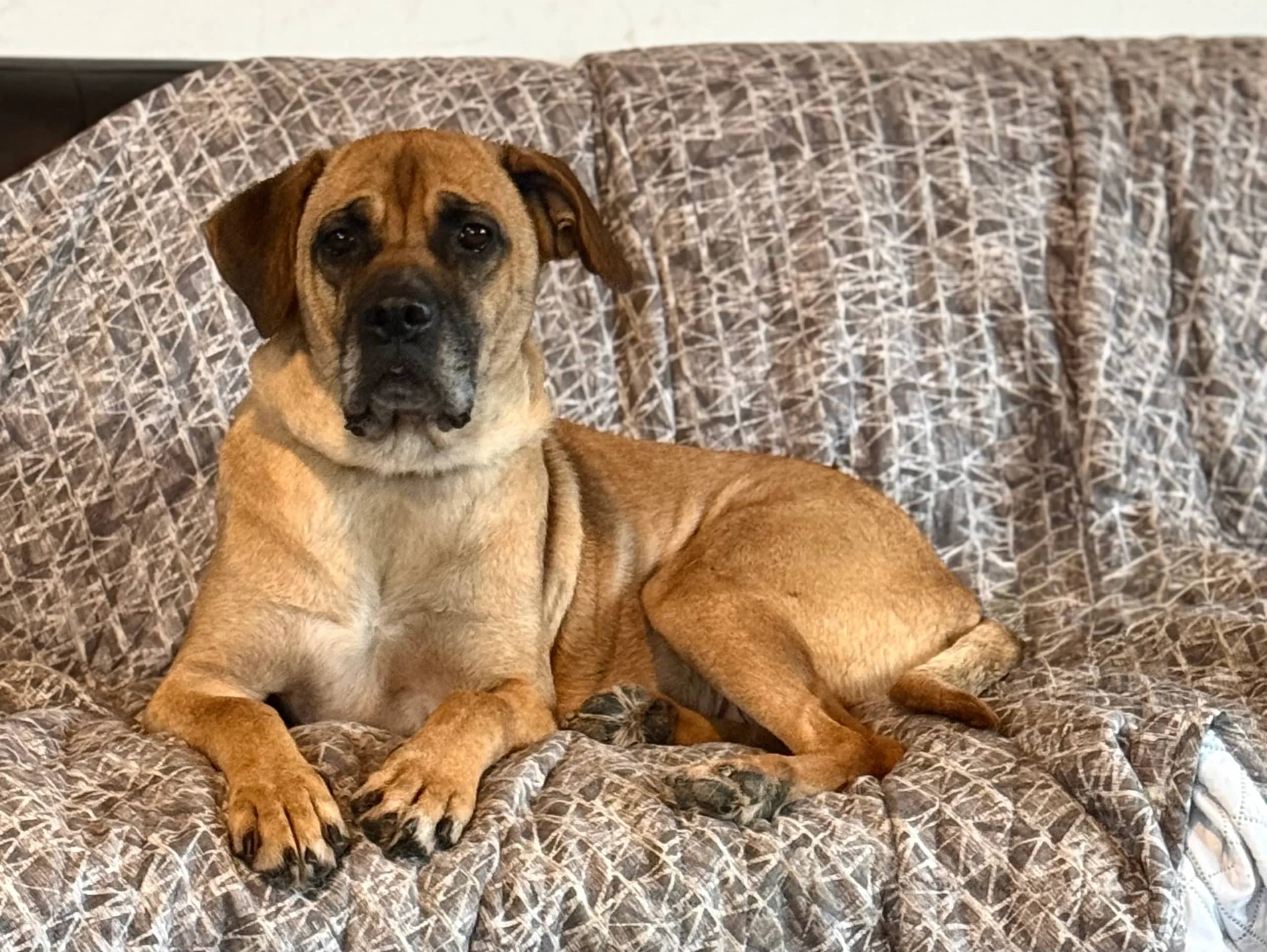 Bonny - Mixed Breed available for adoption at Northern Transitional Dog Rescue in Dorintosh
