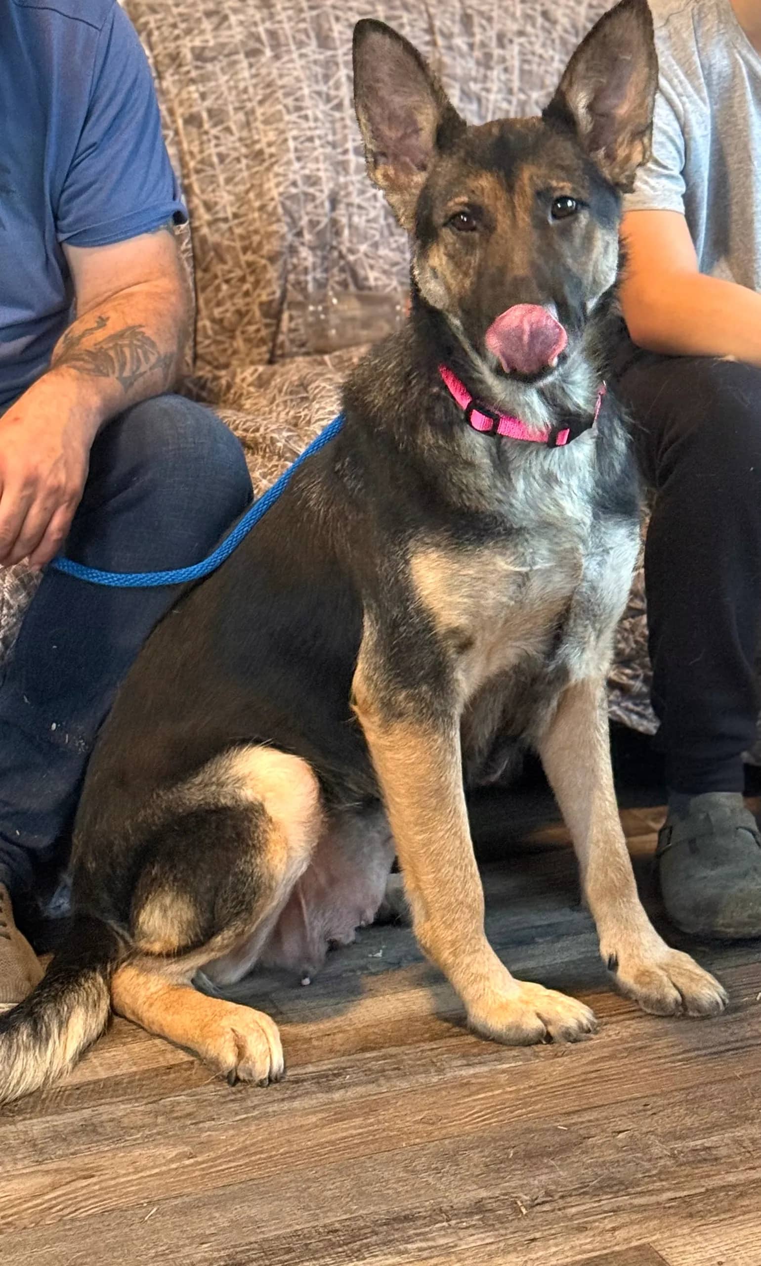 Clio - Mixed Breed available for adoption at Northern Transitional Dog Rescue in Dorintosh