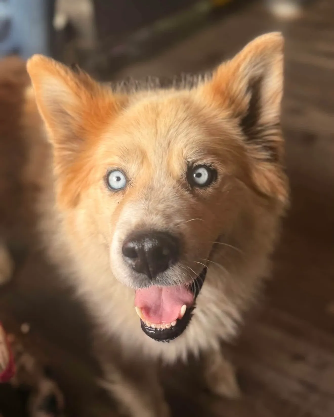 Emma - Mixed Breed available for adoption at Northern Transitional Dog Rescue in Dorintosh