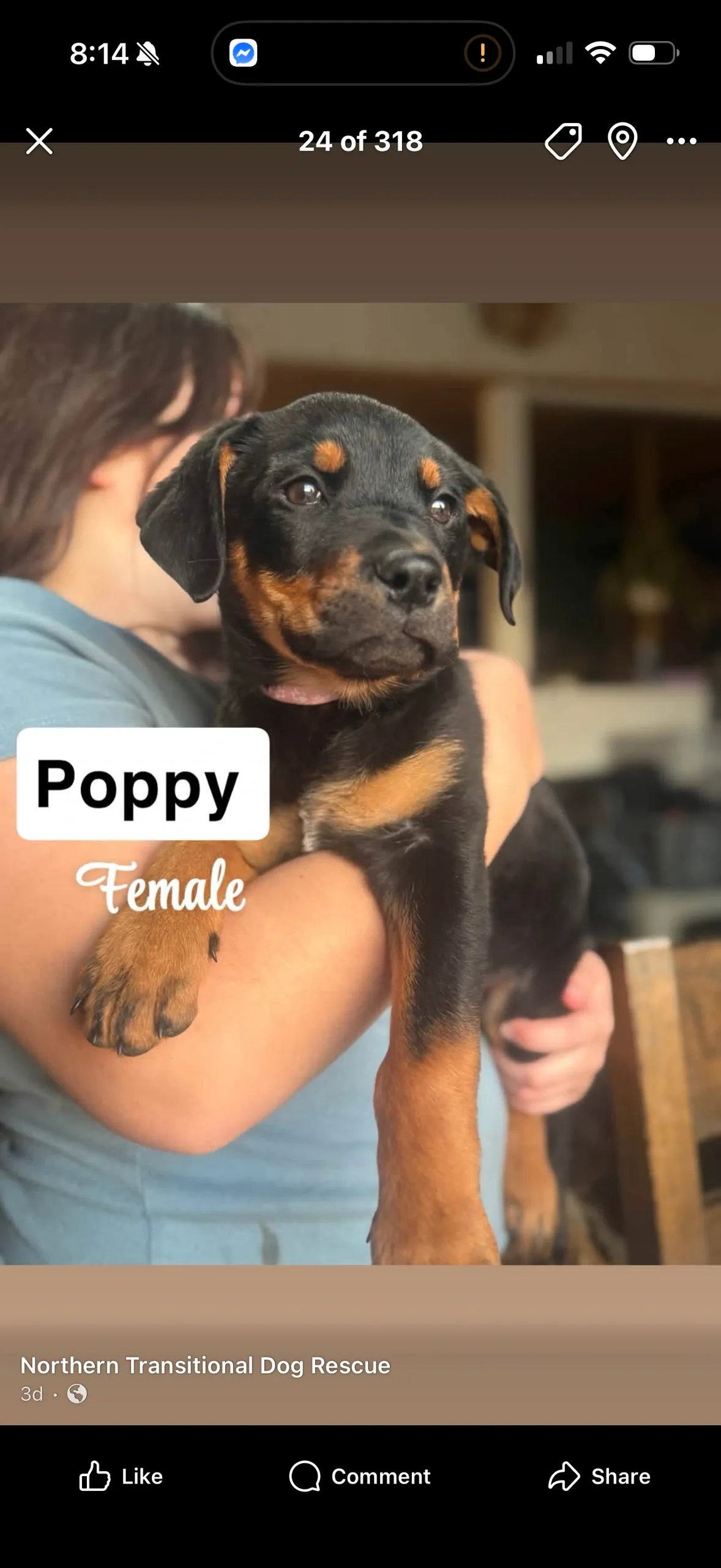 Poppy - Mixed Breed available for adoption