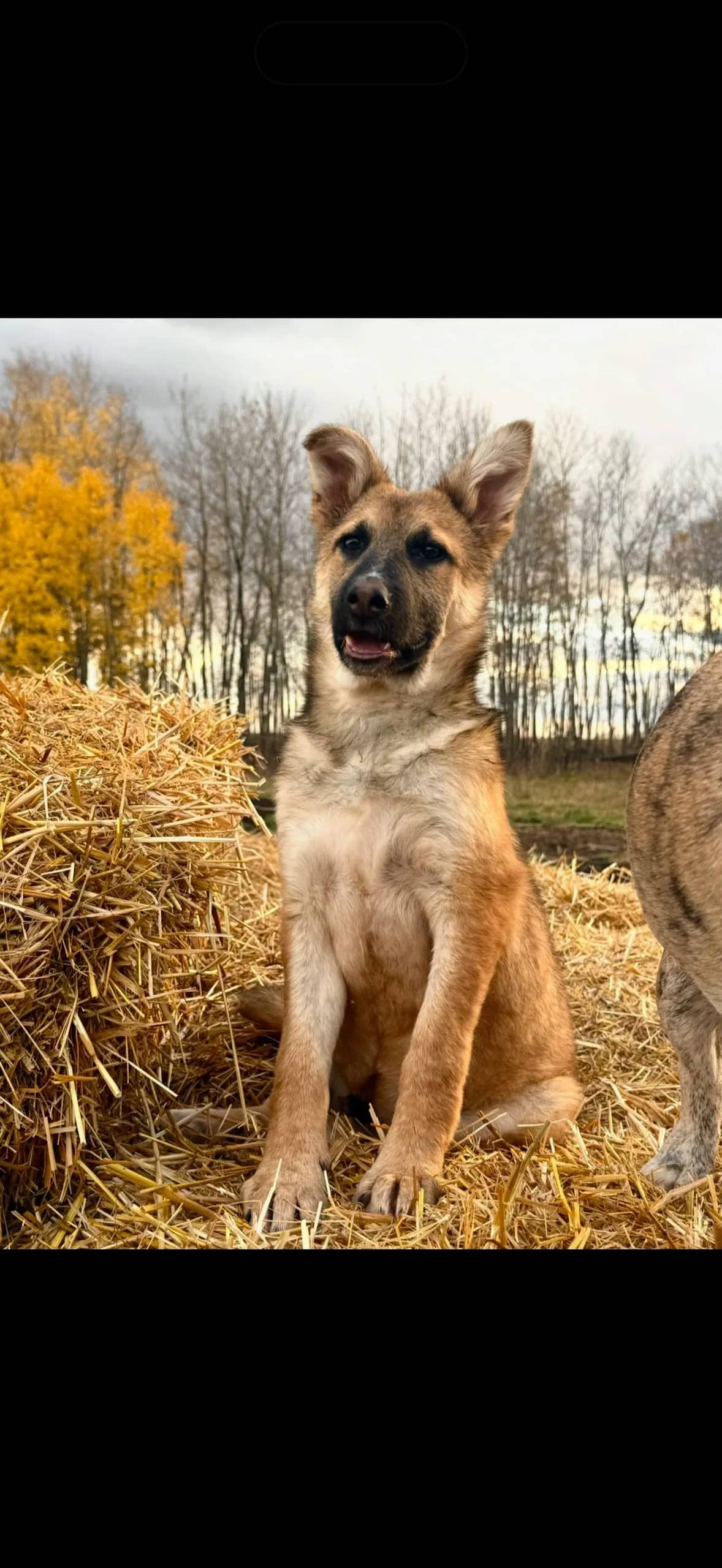 Mister - Mixed Breed available for adoption at Northern Transitional Dog Rescue in Dorintosh