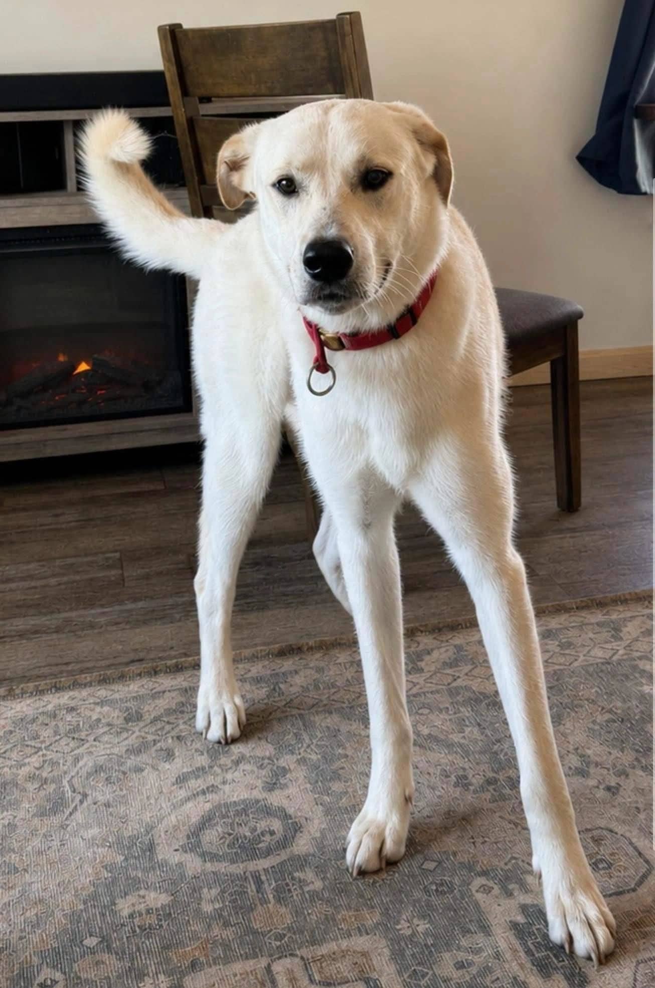 Connor - Mixed Breed available for adoption