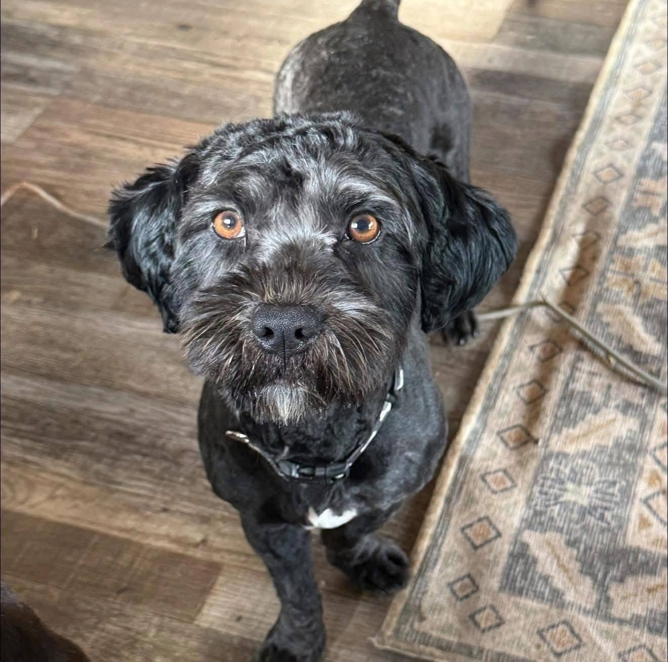 Buddy - Mixed Breed available for adoption