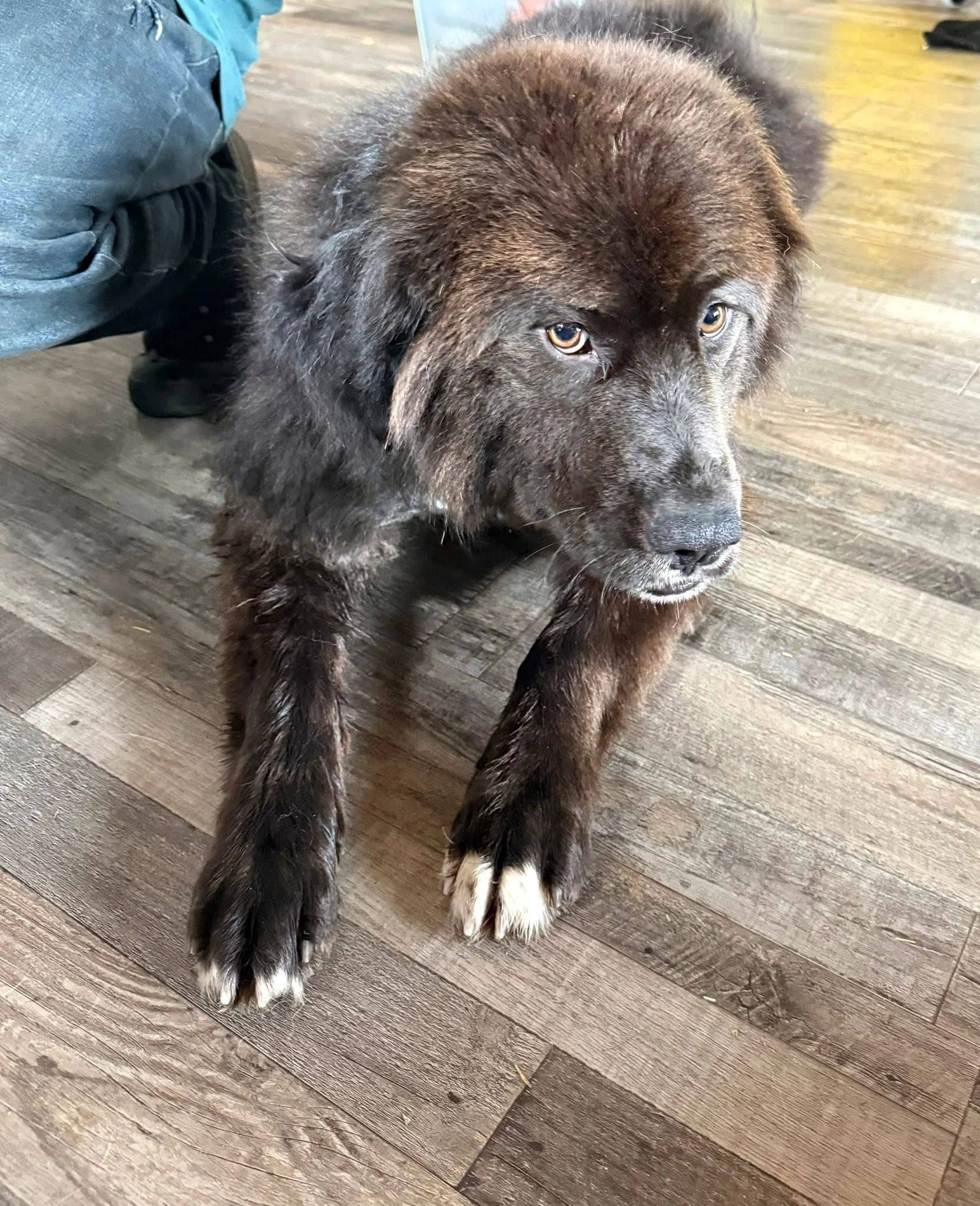 Bubba Duke - Duke Newfoundlander X available for adoption