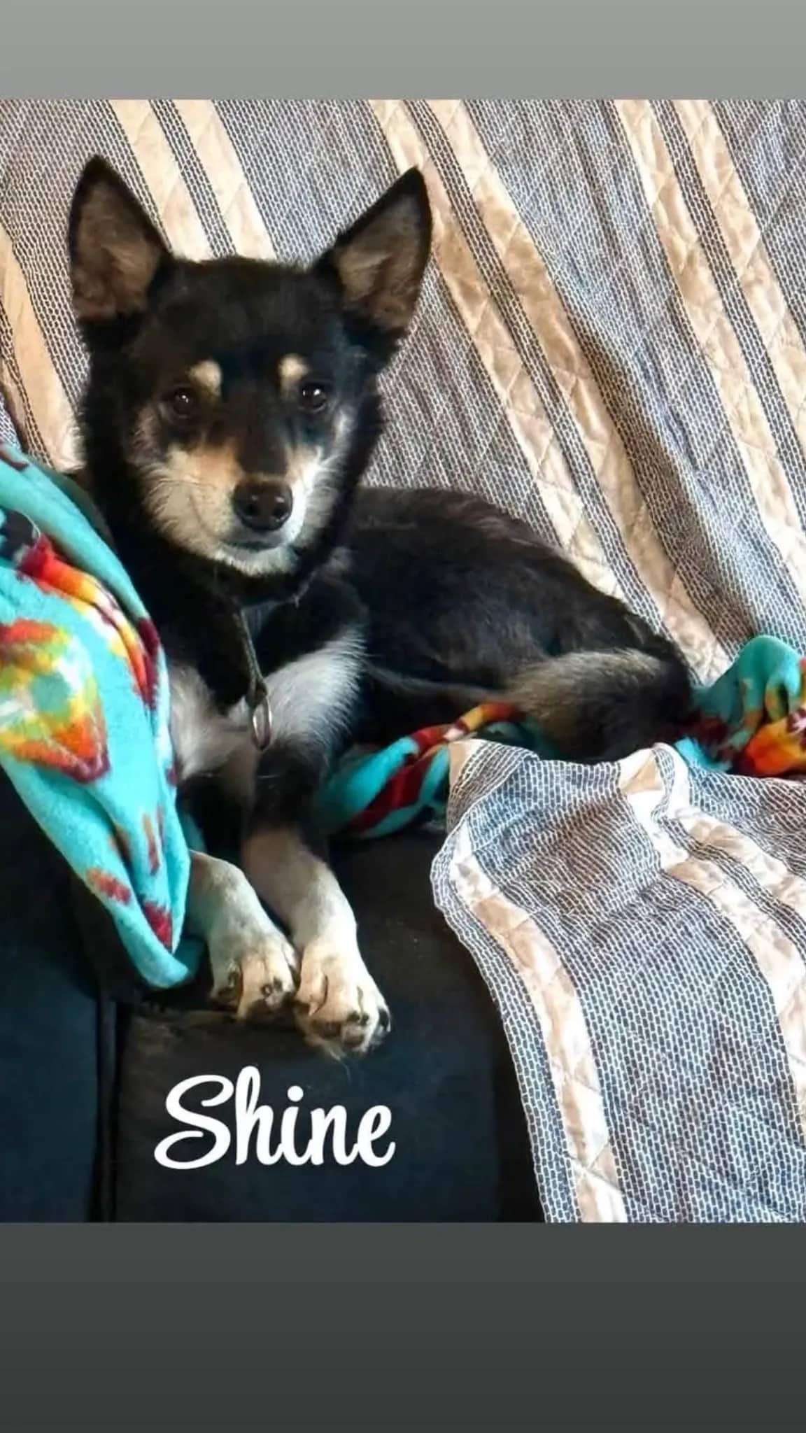 Shine - Mixed Breed available for adoption