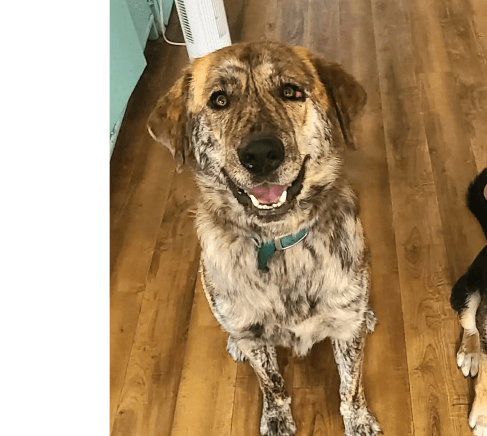 Aspen - Mixed Breed available for adoption