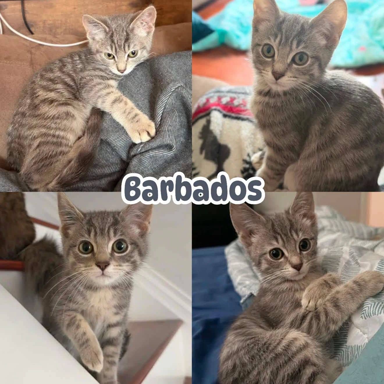 Barbados - Domestic Short Hair available for adoption