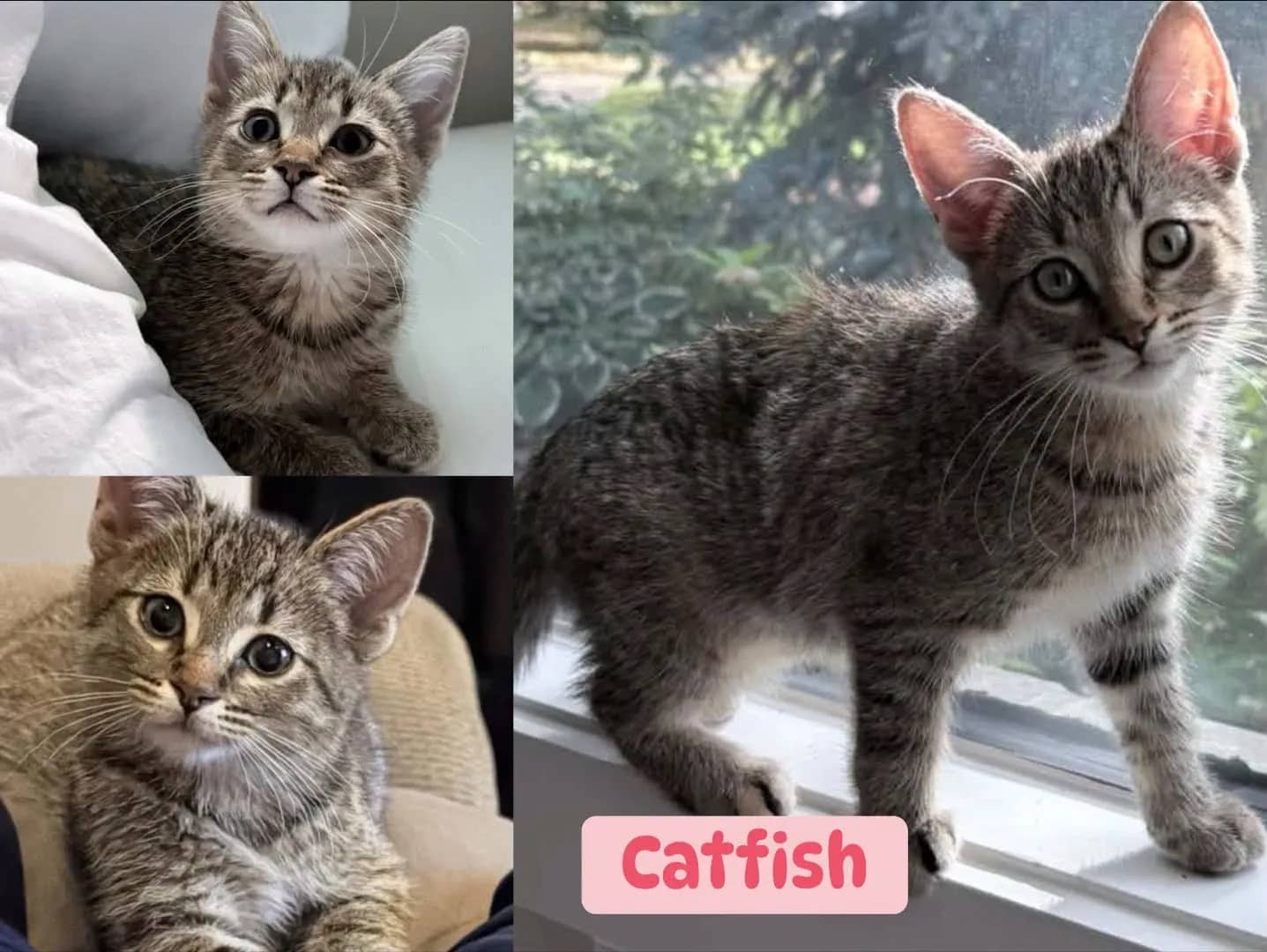 Catfish - Domestic Short Hair cat available for adoption at Tails of Freedom Rescue in Winnipeg