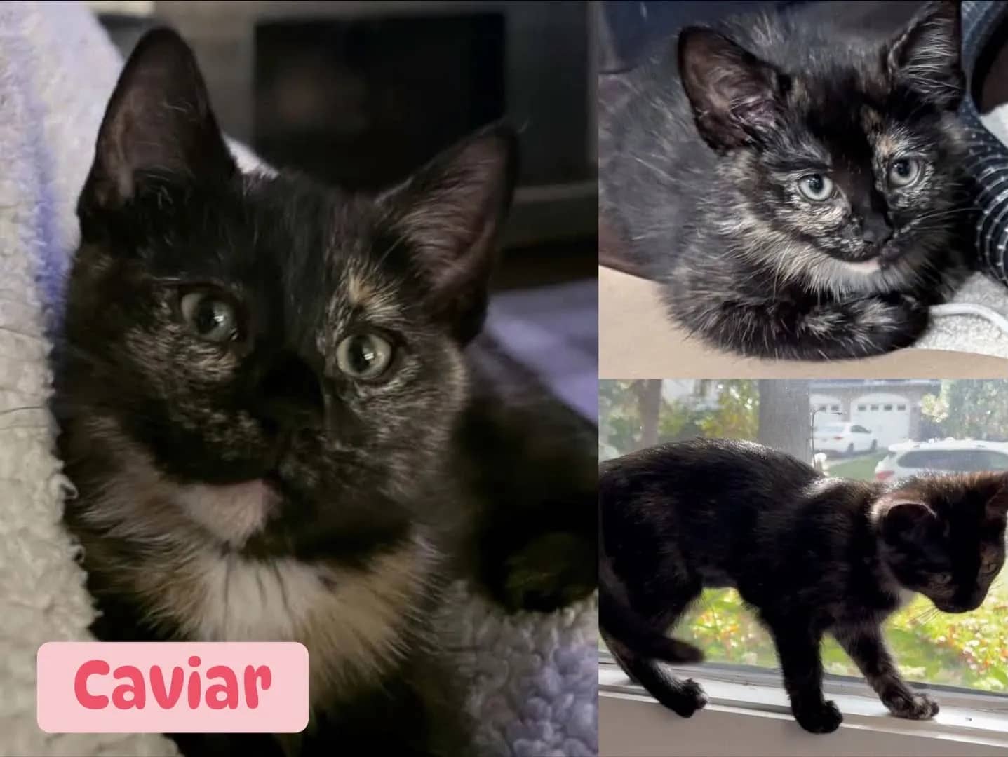 Caviar - Domestic Short Hair cat available for adoption at Tails of Freedom Rescue in Winnipeg