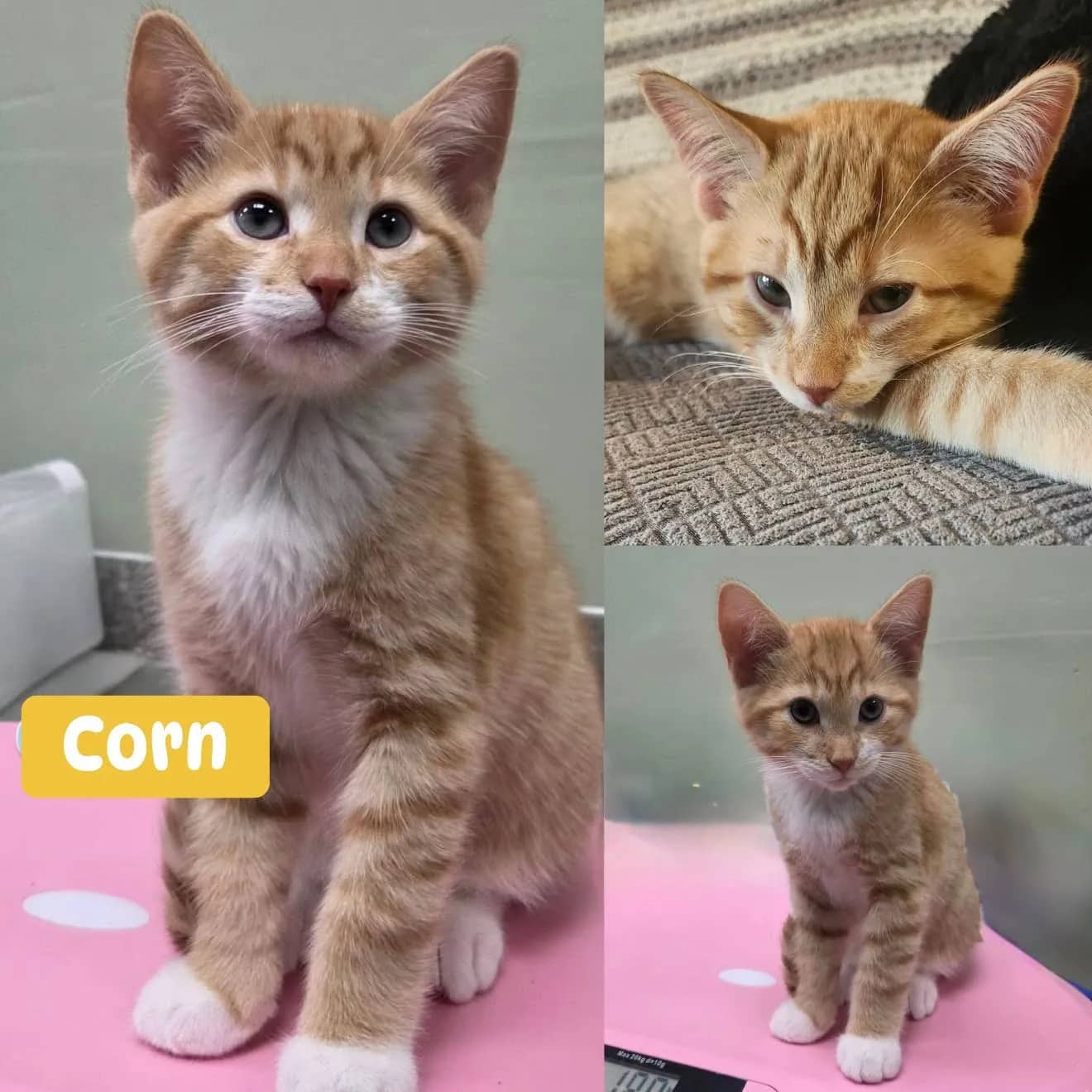 Corn - Domestic Short Hair cat available for adoption at Tails of Freedom Rescue in Winnipeg