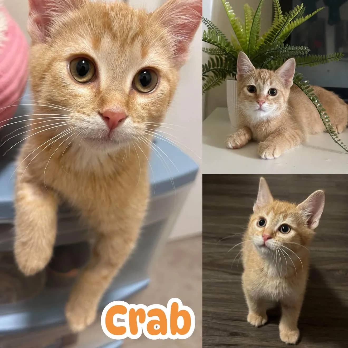 Crab - Domestic Short Hair cat available for adoption at Tails of Freedom Rescue in Winnipeg