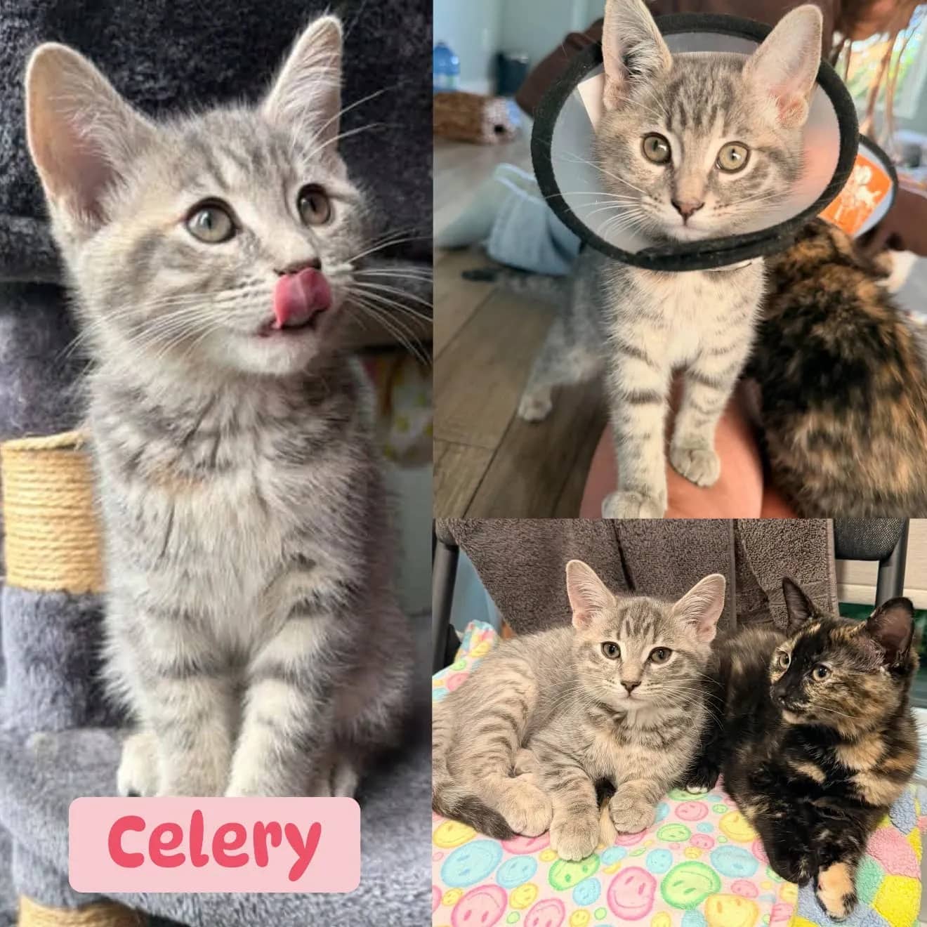 Celery - Domestic Short Hair available for adoption