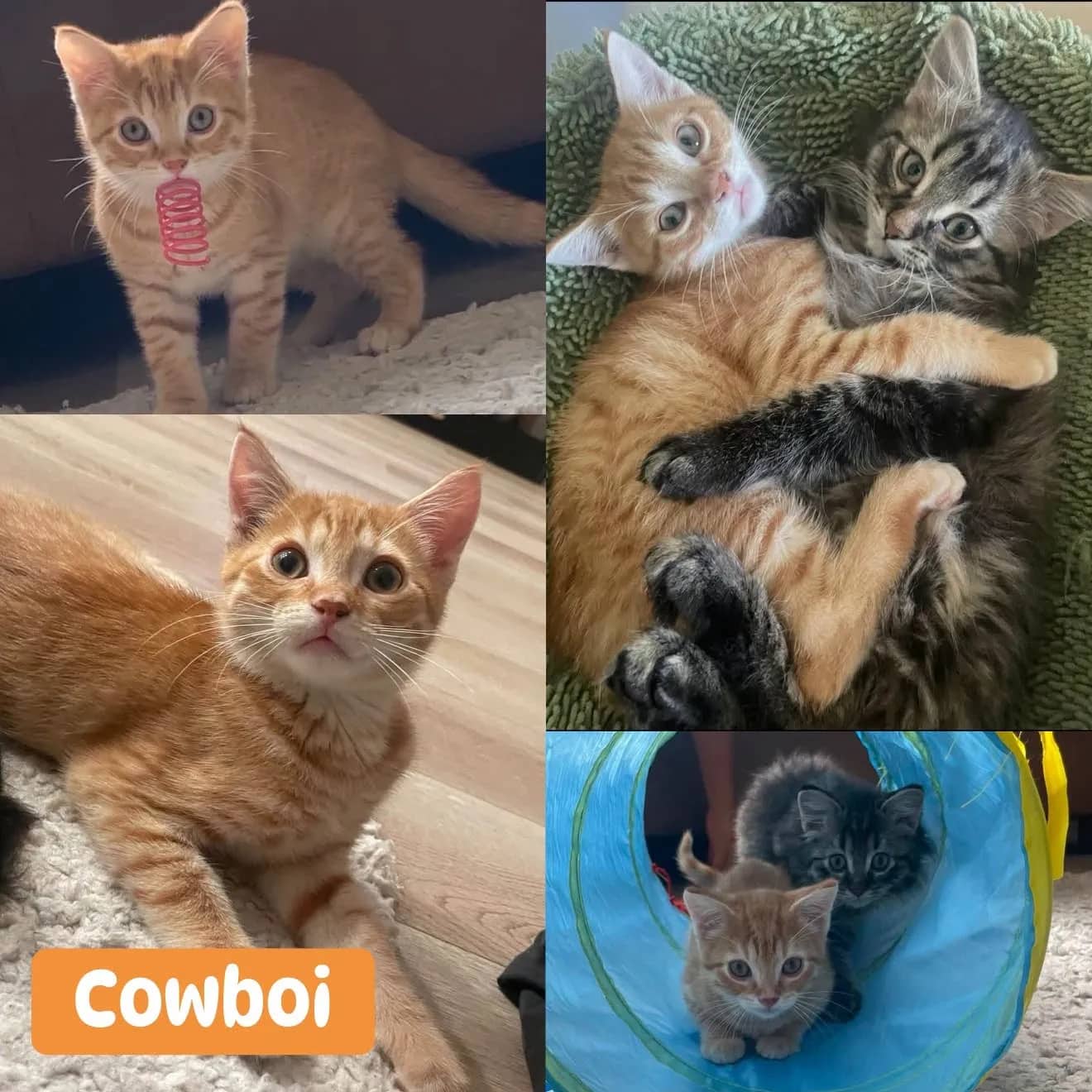 Cowboi - Domestic Short Hair cat available for adoption at Tails of Freedom Rescue in Winnipeg