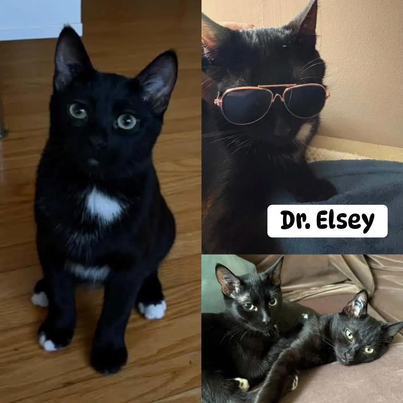 Dr Elsey - Domestic Short Hair cat available for adoption at Tails of Freedom Rescue in Winnipeg
